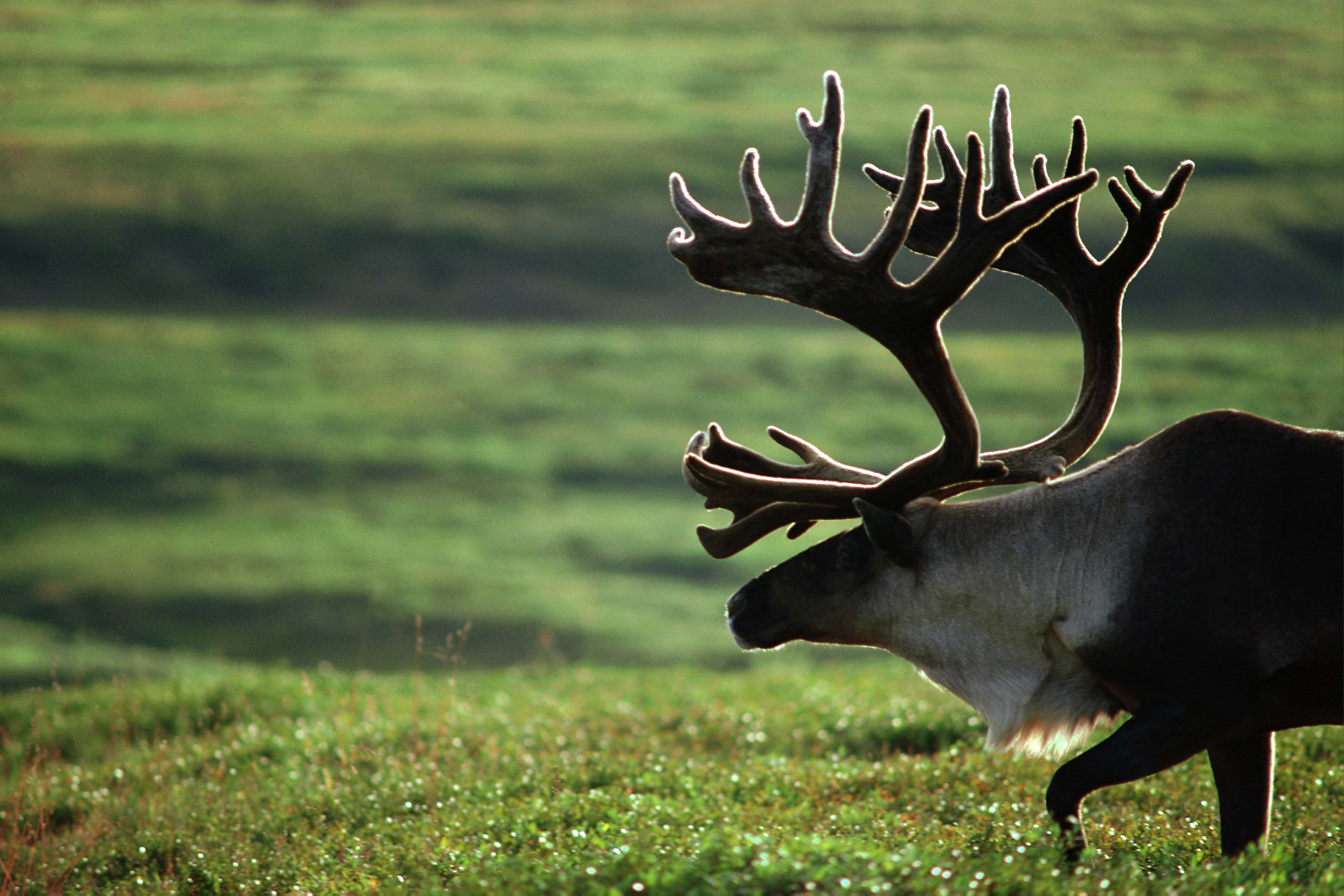  Elk HD Android Wallpapers