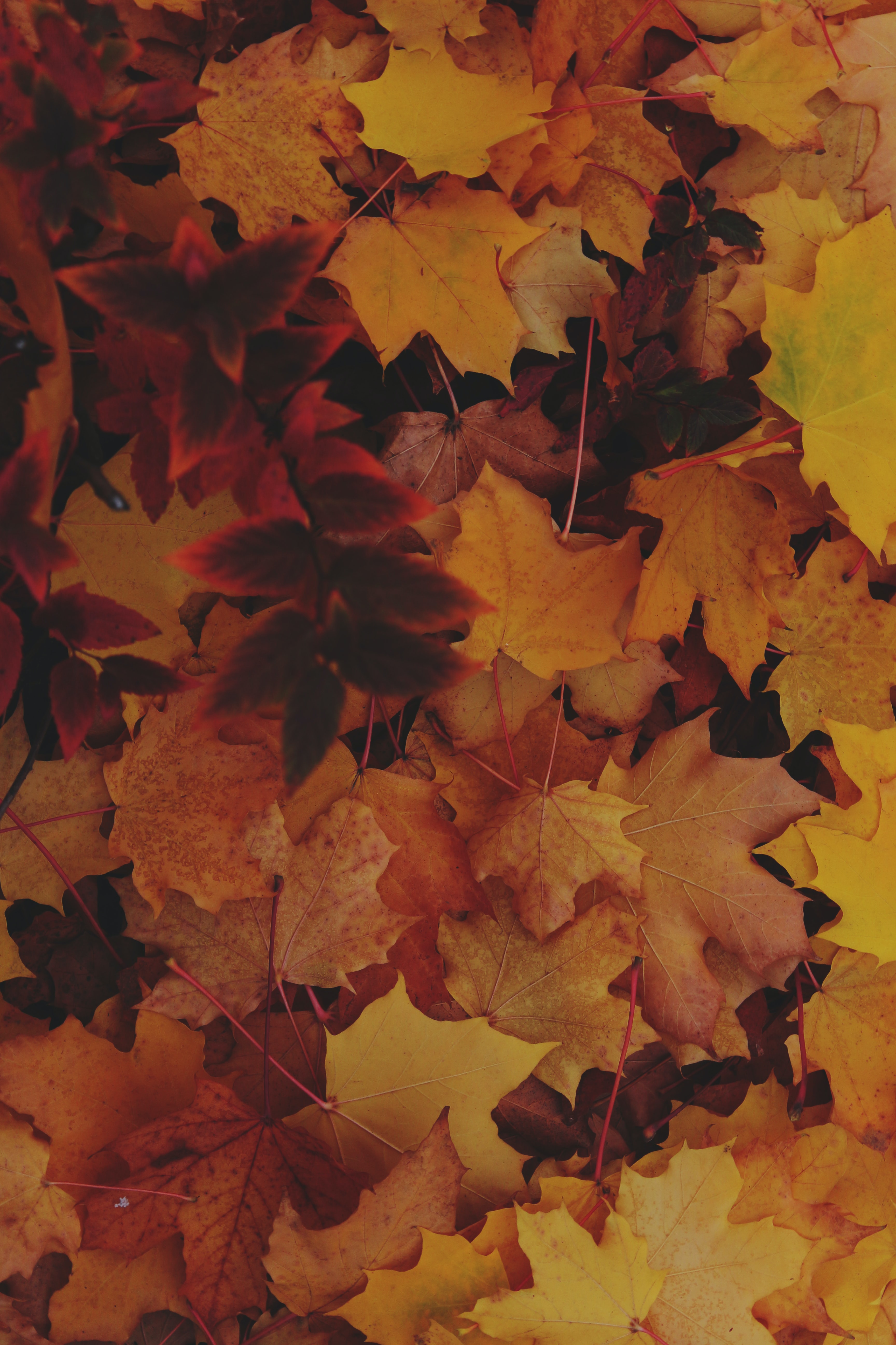 87849 descargar fondo de pantalla amarillo, otoño, hojas, macro, hojas caídas, follaje caído: protectores de pantalla e imágenes gratis