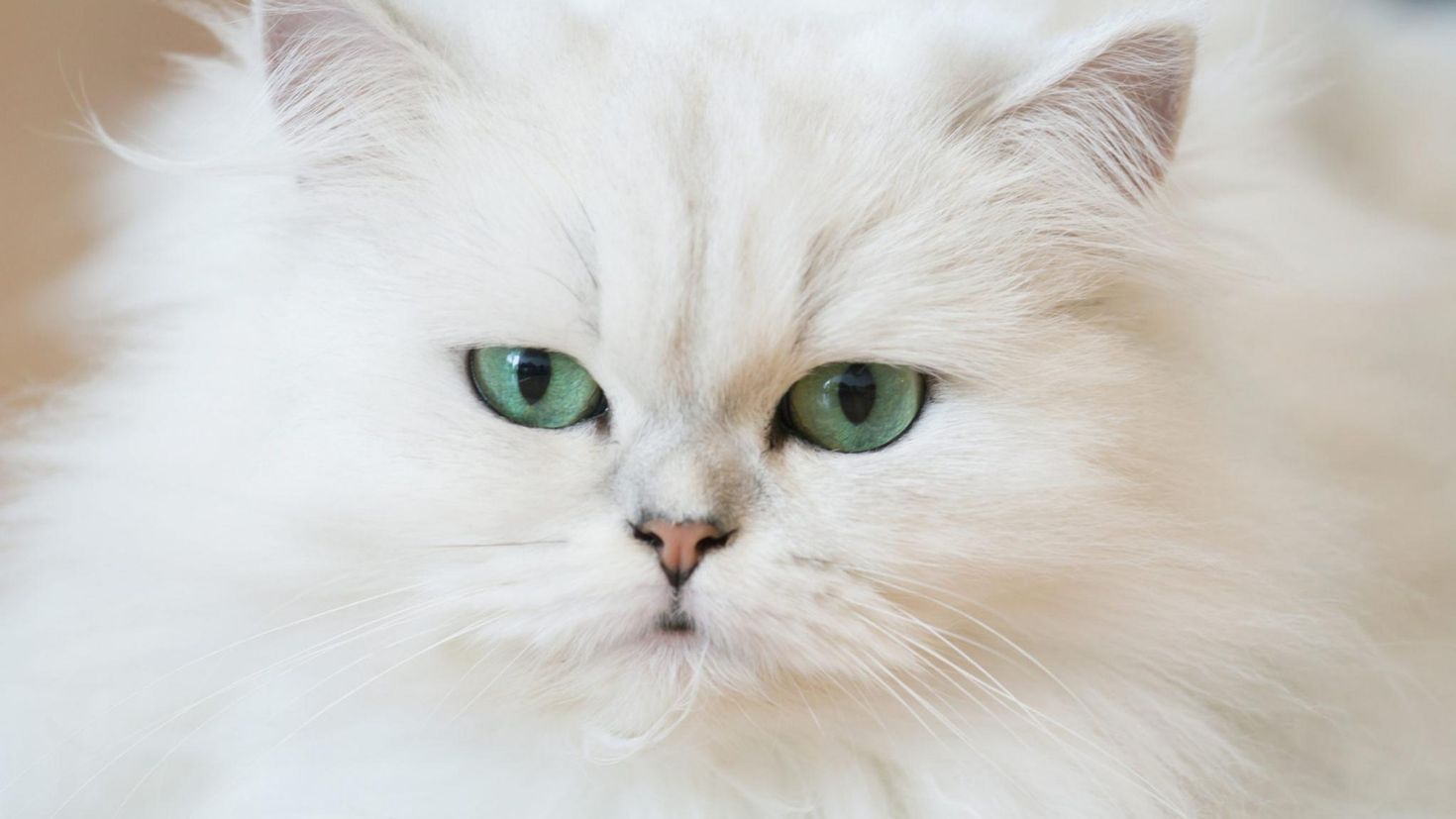 белая пушистая кошка фото