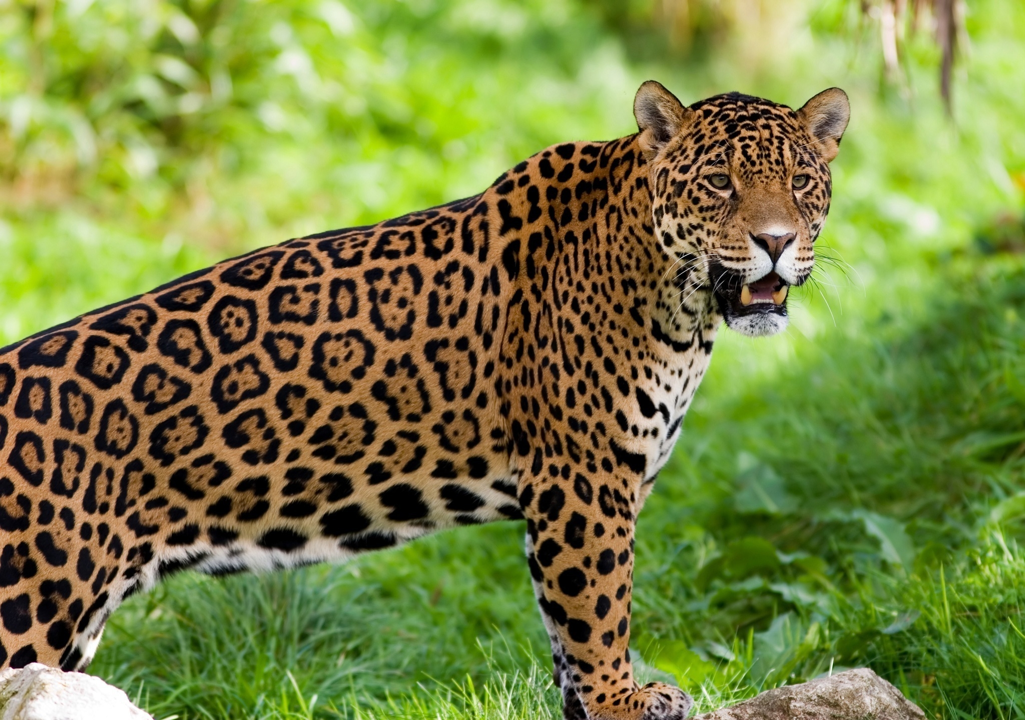 animals, jaguar, predator, wild cat, wildcat QHD
