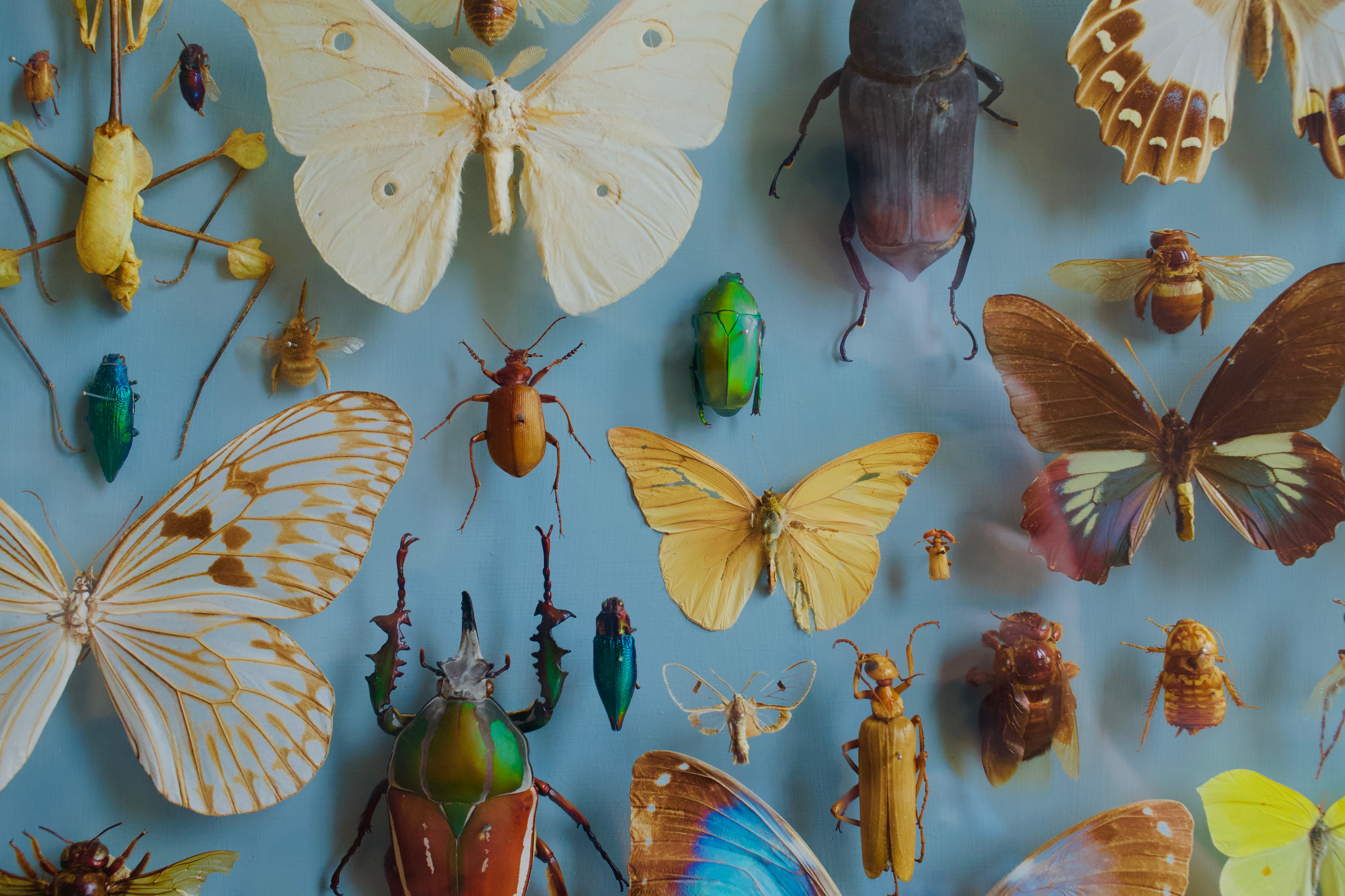114664 завантажити шпалери комахи, метелики, жуки, різне, декорація, орден, колекція - заставки і картинки безкоштовно