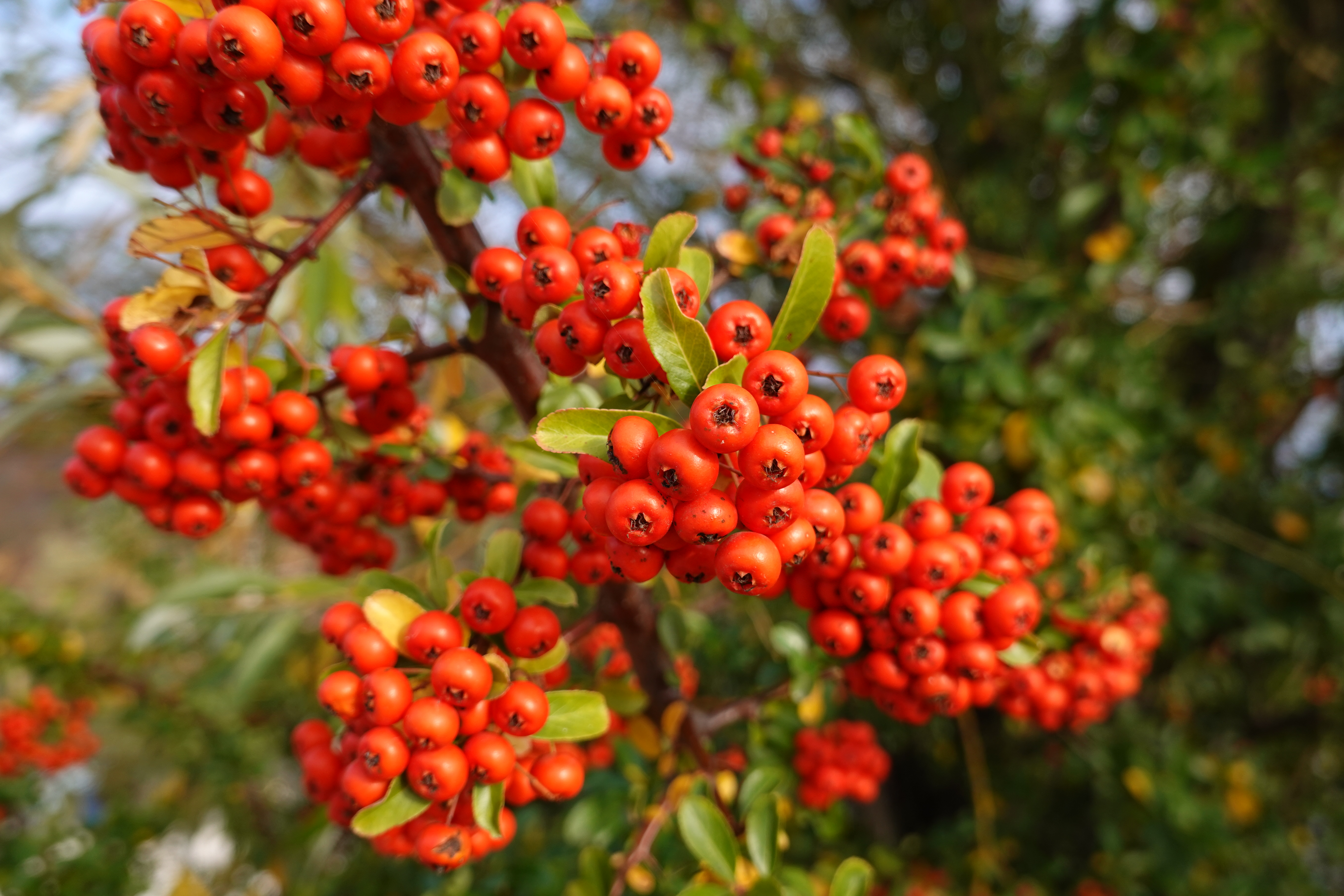 Download mobile wallpaper Pyracantha, Piracanta, Macro, Branches, Leaves, Berries for free.