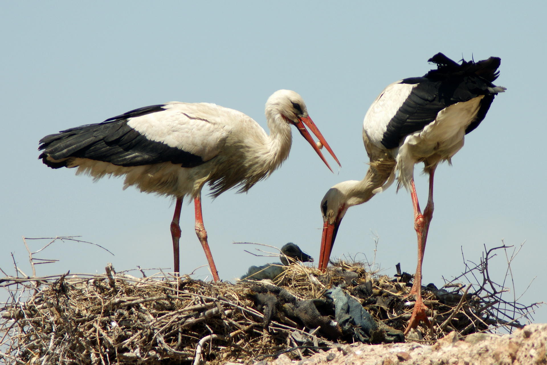 animal, white stork, crane, birds UHD