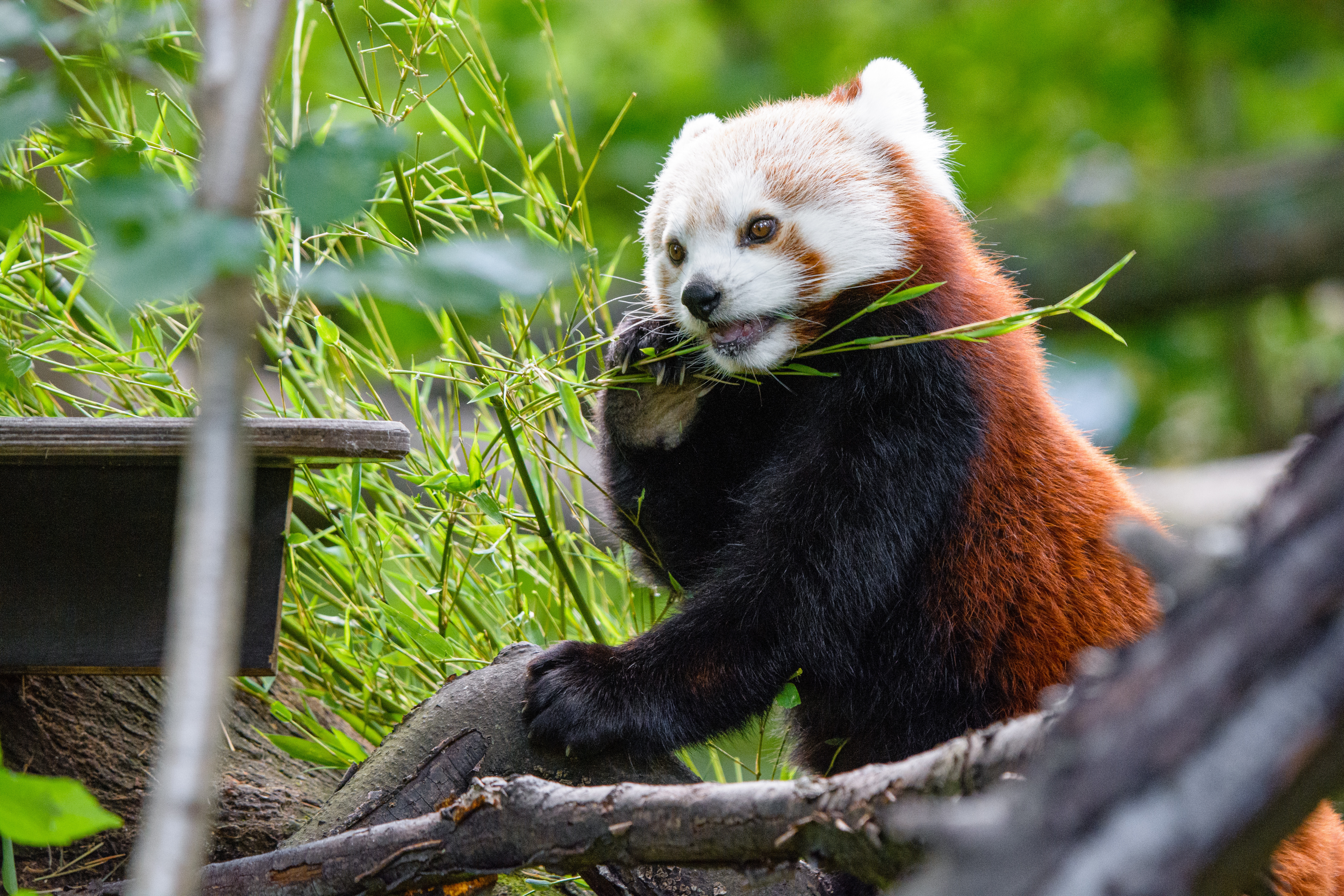 Descarga gratuita de fondo de pantalla para móvil de Panda Rojo, Madera, Bambú, Árbol, Animales, Gracioso, Panda.