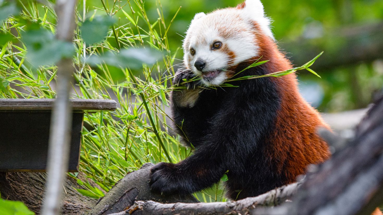 Красная Панда с бамбуком
