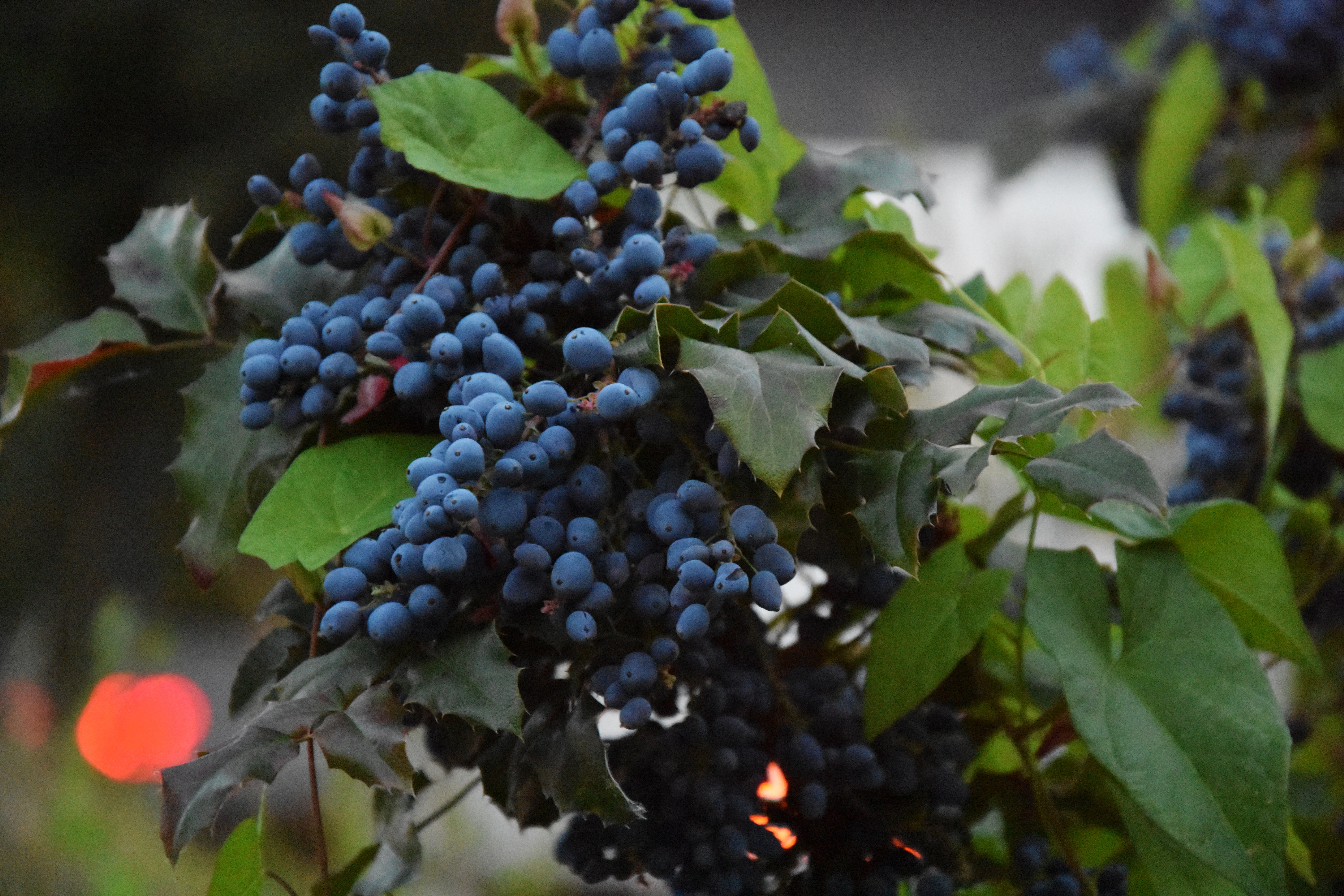 Download mobile wallpaper Branch, Vine, Leaves, Berries, Food, Grapes for free.