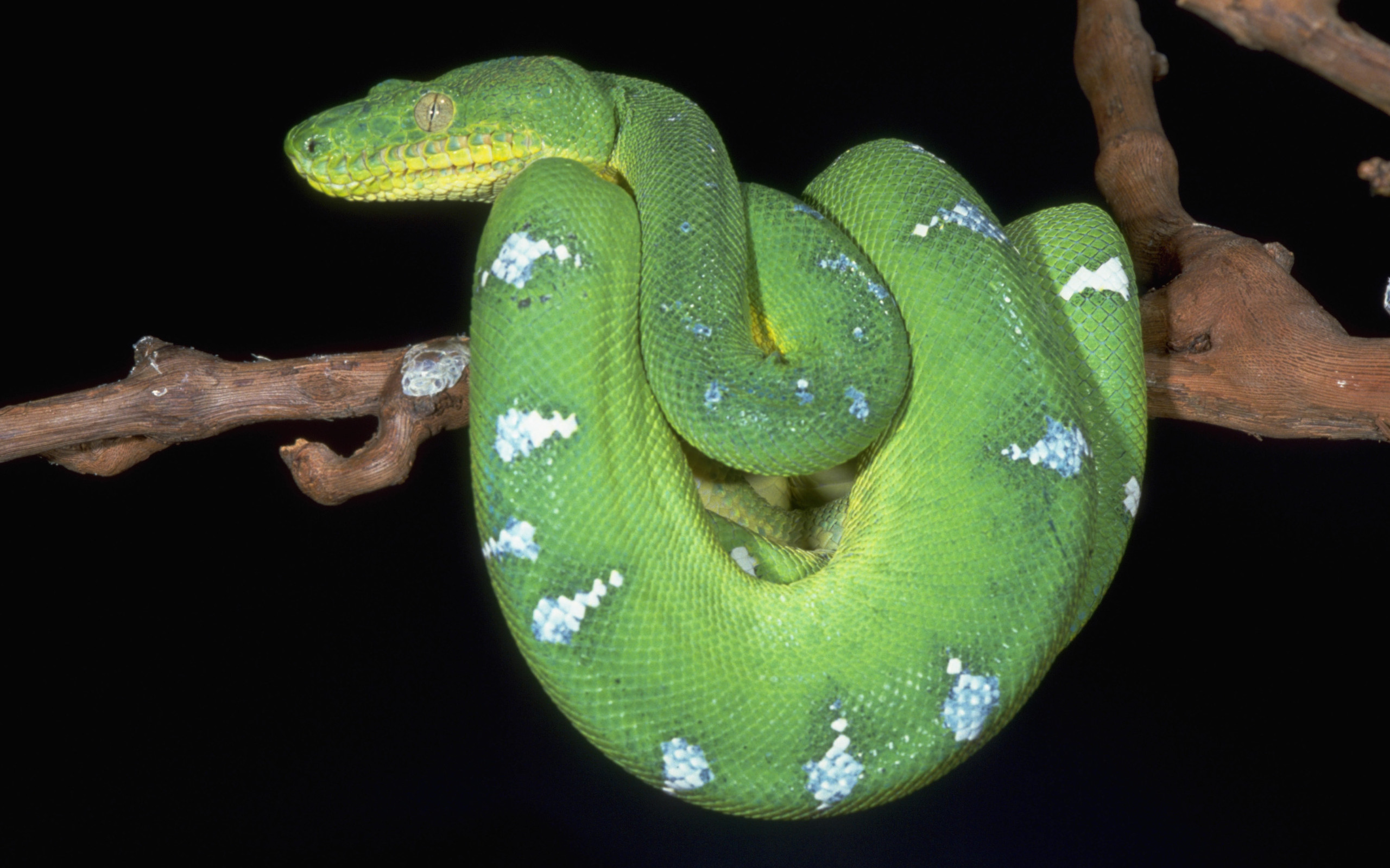 animal, emerald tree boa, snake HD wallpaper