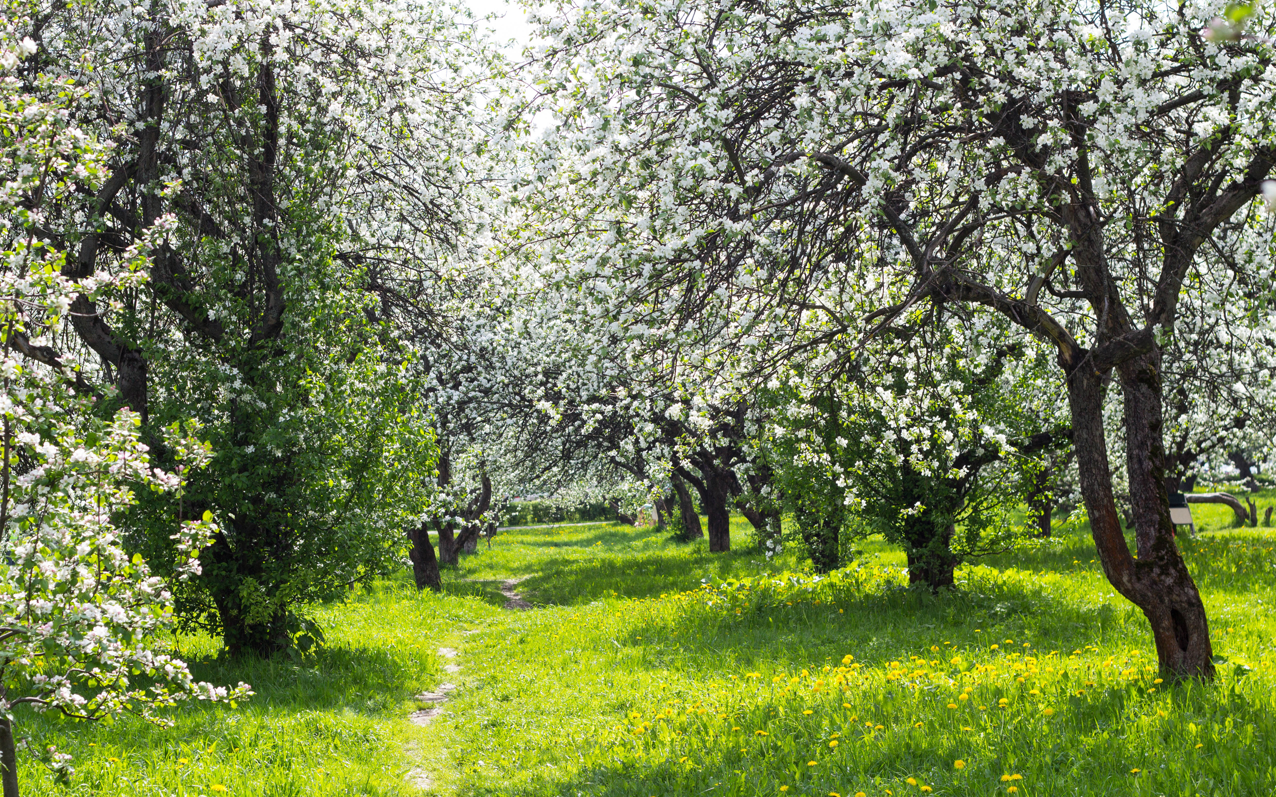 Яблоневый сад Юрьев-польский район Косинское