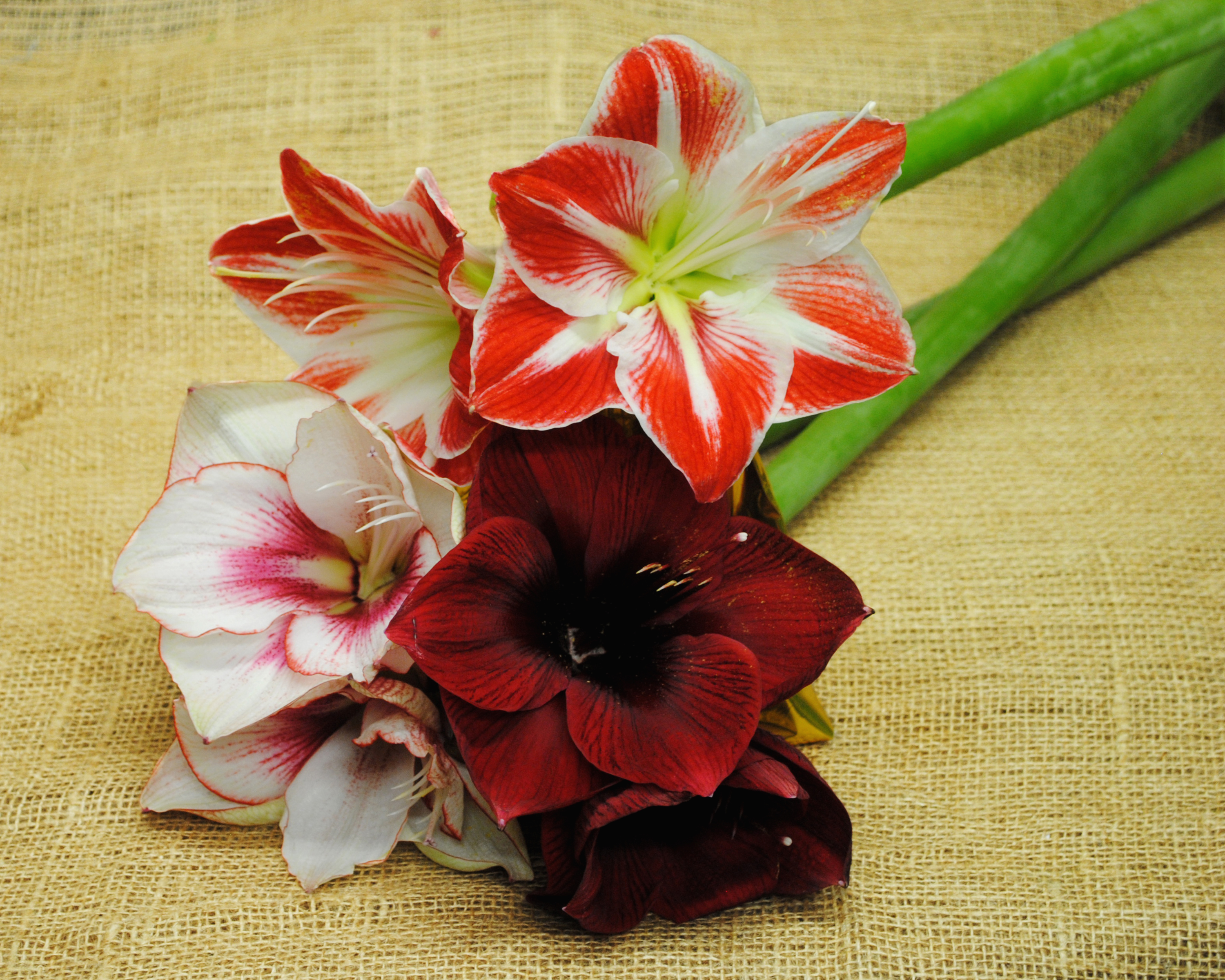earth, amaryllis, close up, flower, lily, red flower, flowers download HD wallpaper