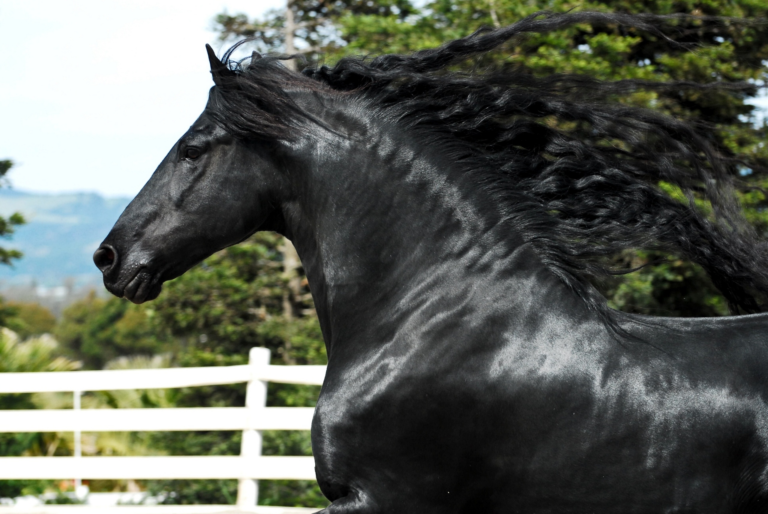 Фридрих Великий самый красивый конь фотомодель в мире