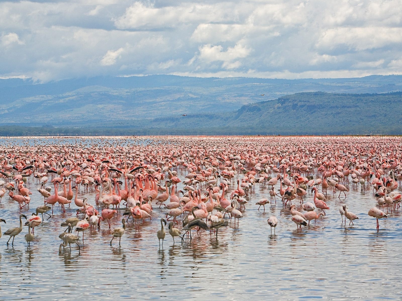 flamingo, animals, landscape, water