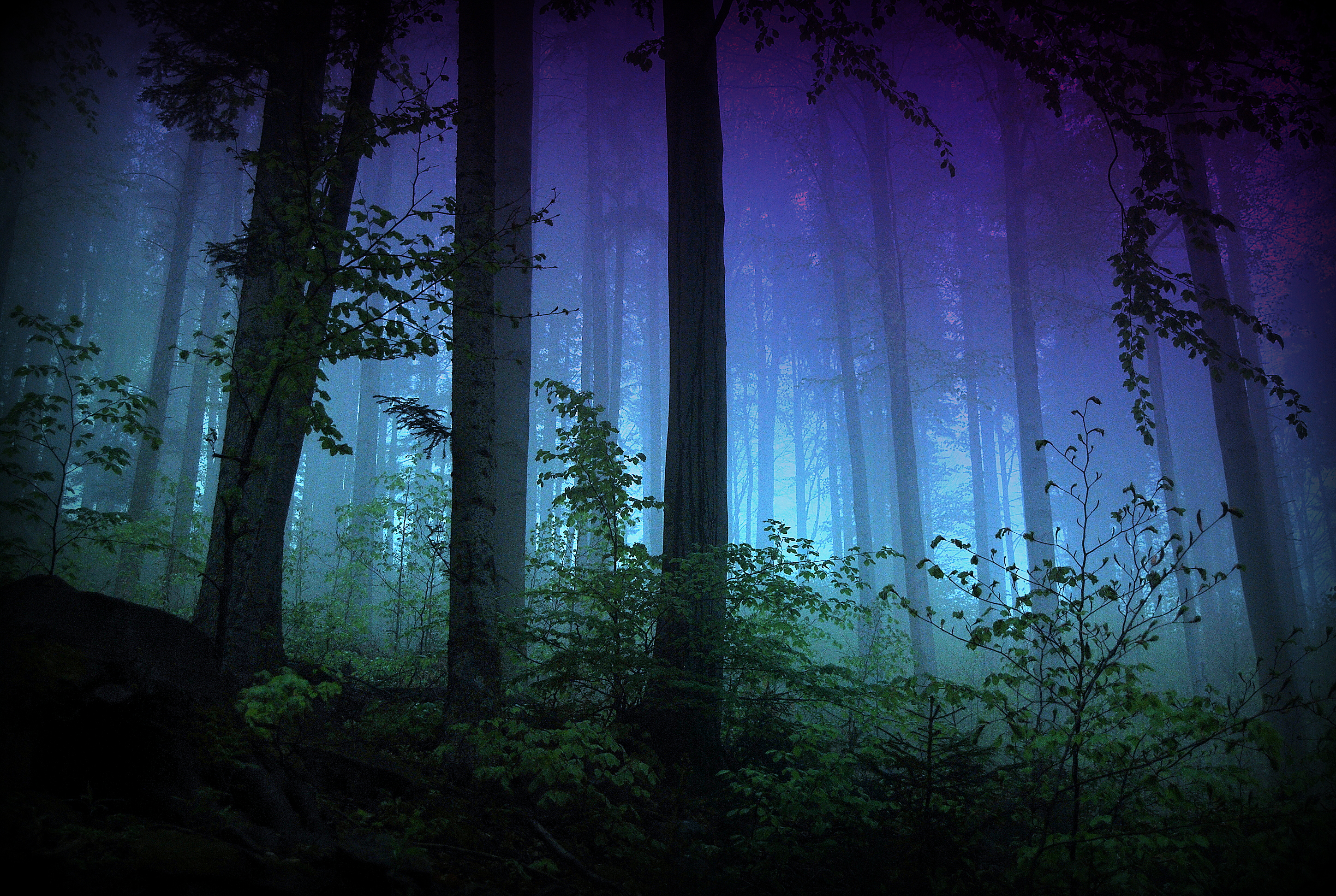 Ночь лес красиво. Темный лес Твайлайт Форест. «Ночь в лесу». Ночной лес. Красивый лес.
