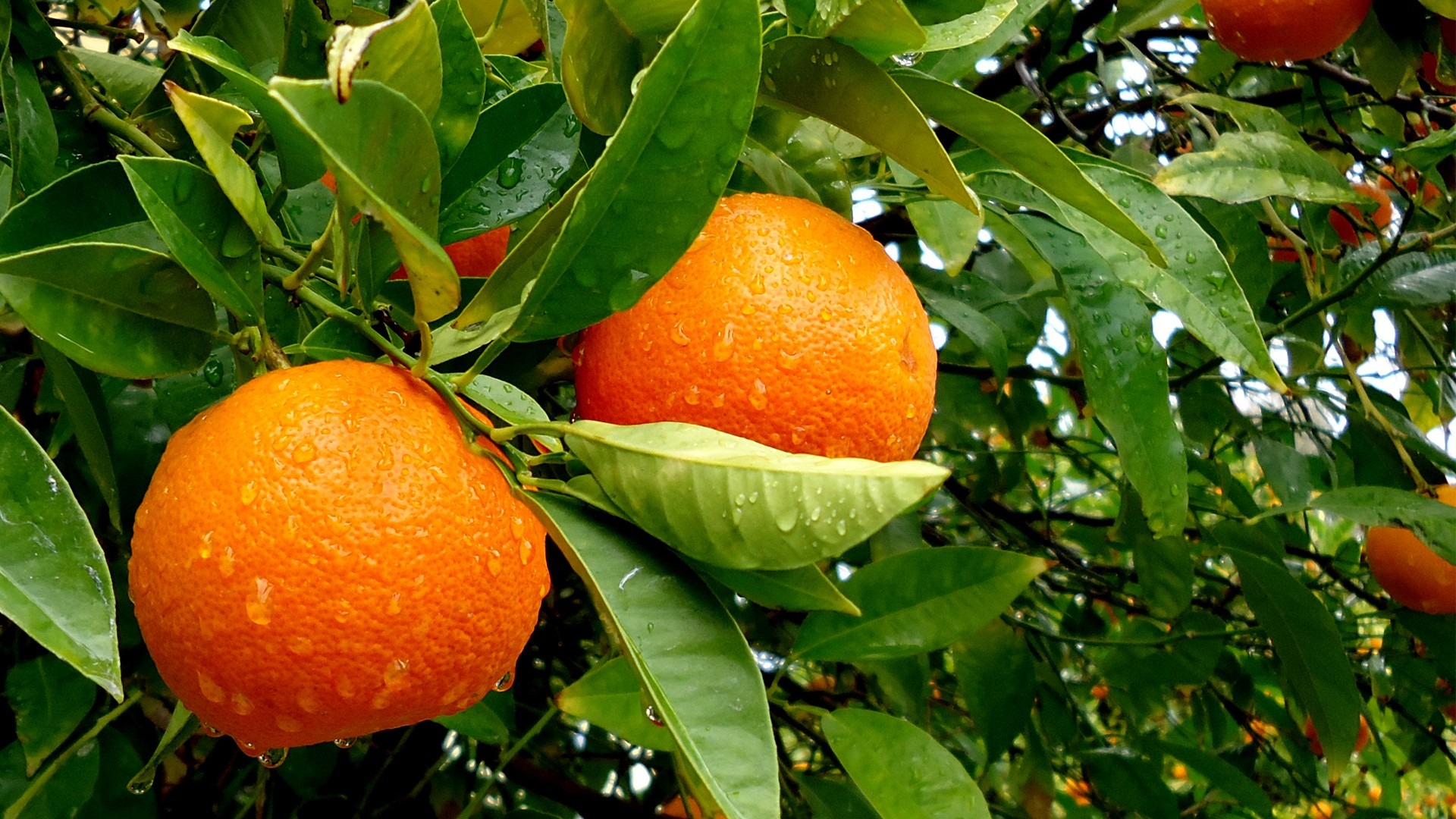 Апельсин википедия. Апельсин (Citrus sinensis). Апельсины сорта Вашингтон навел. Померанец оранж. Мандарин померанец.