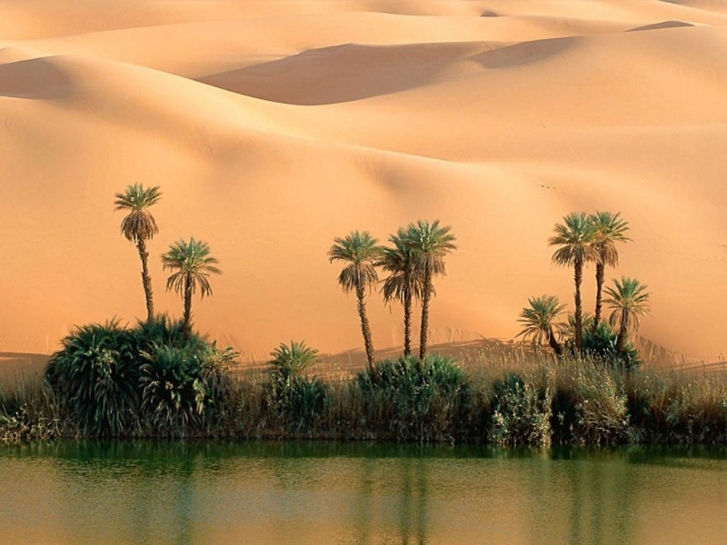 Скачать картинку Пустыня, Пальмы, Пейзаж, Природа в телефон бесплатно.