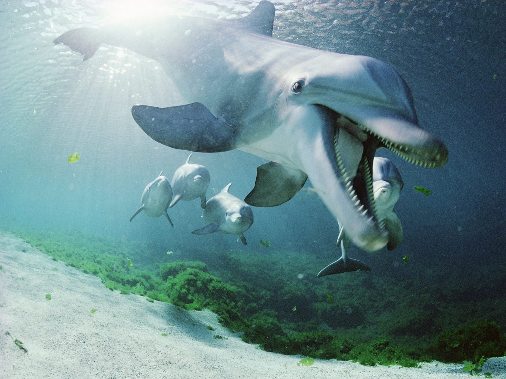 underwater world, sea, animals, to swim, swim, dolphin 1080p