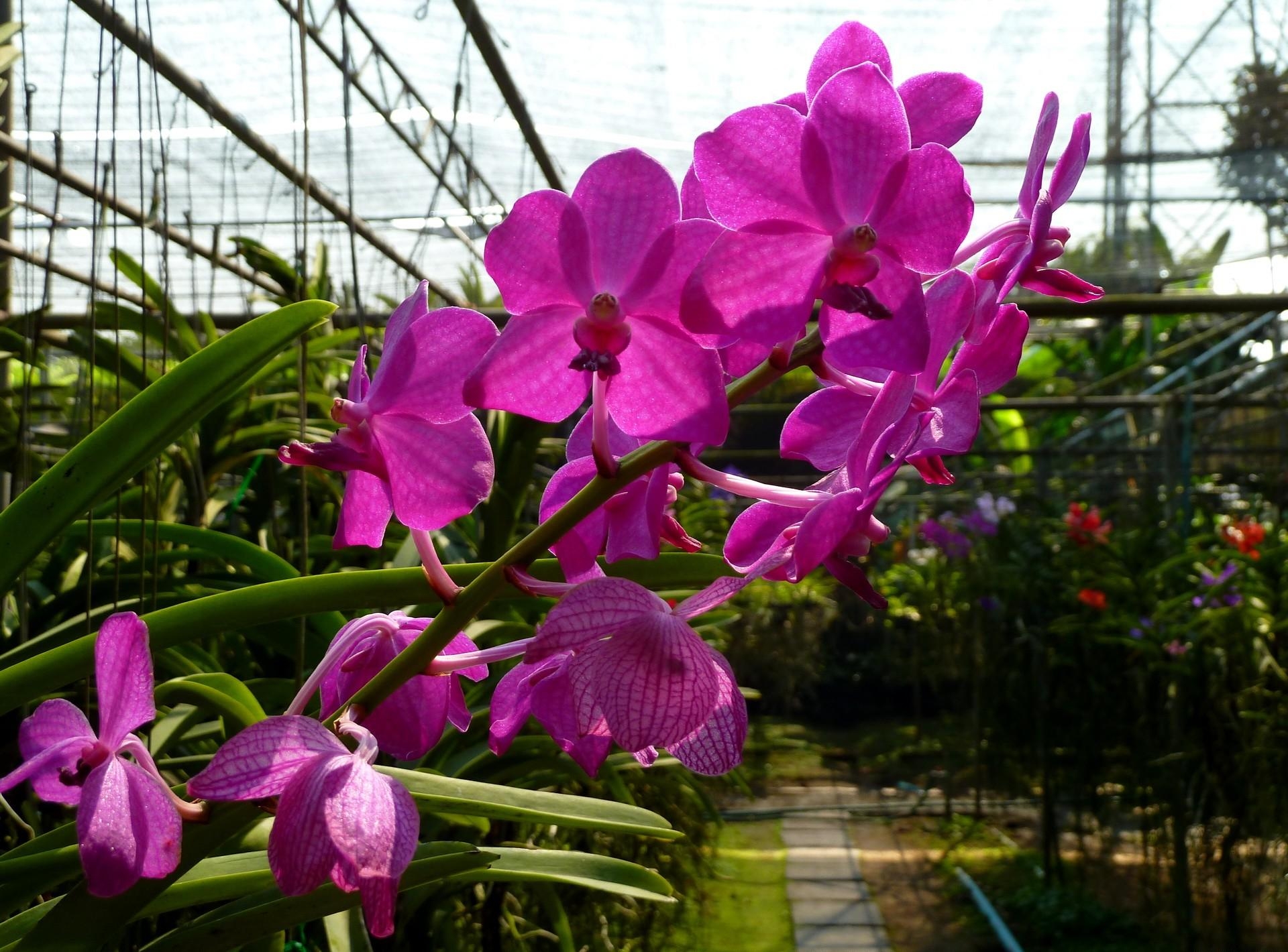 flowers, flower, branch, orchid, greenhouse 32K