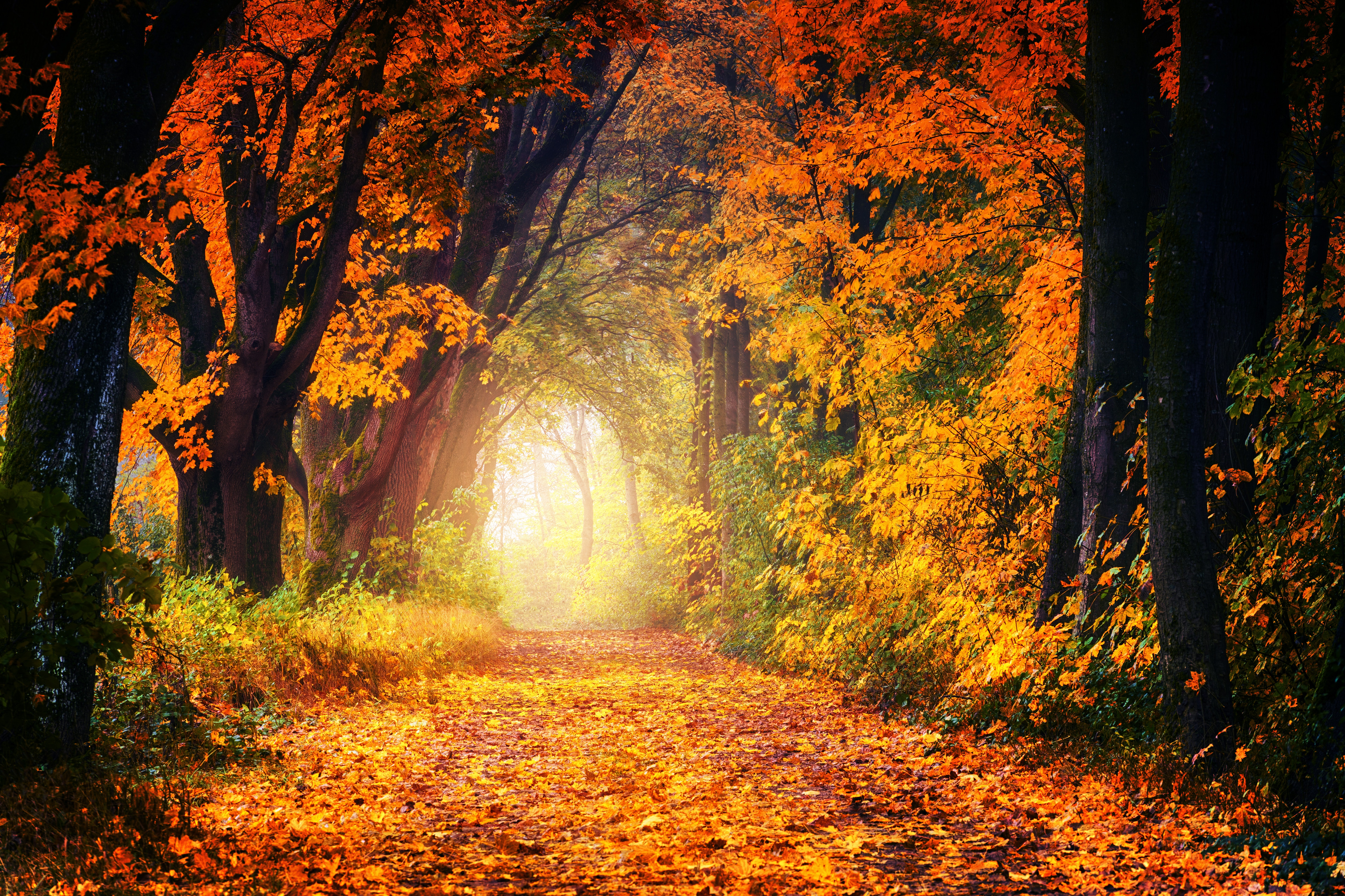 golden, shine, trees, nature, autumn, light, park, path, foliage