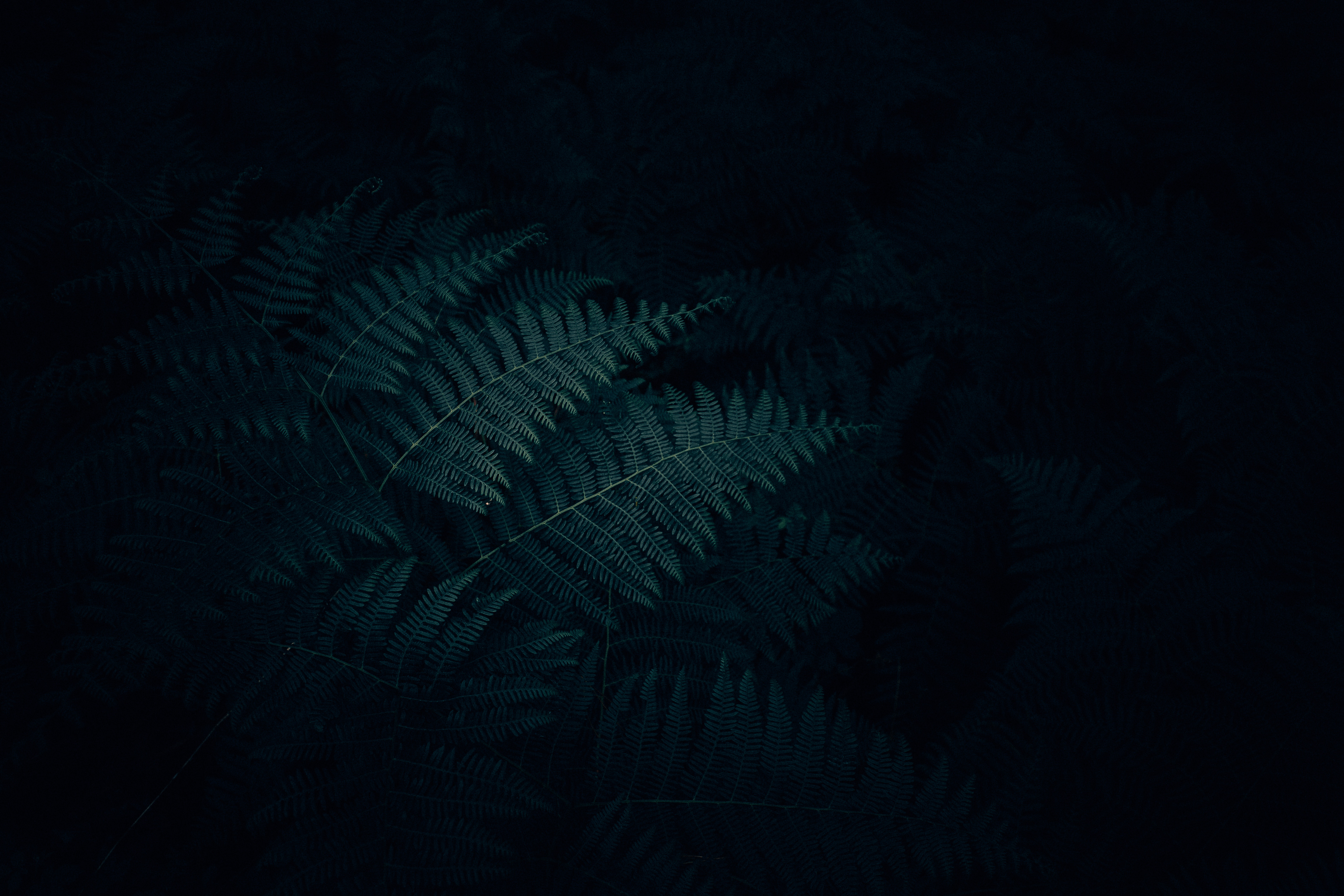 dark, carved, nature, plant, leaves, fern 4K Ultra