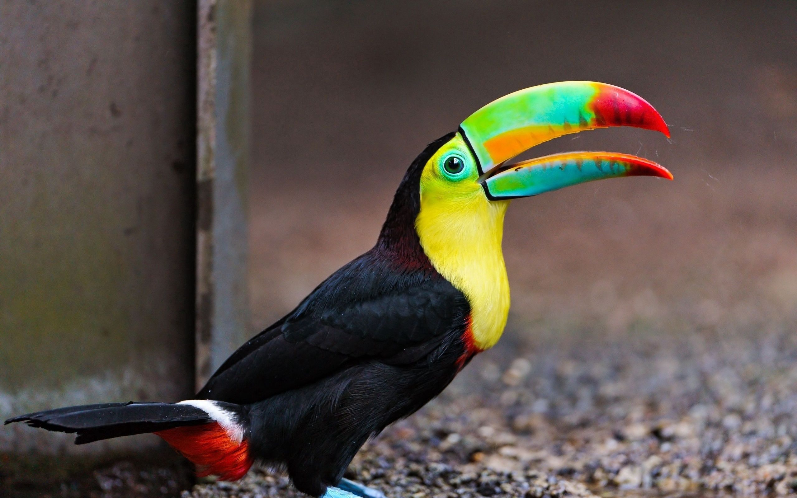 Descarga gratuita de fondo de pantalla para móvil de Tucán, Abigarrado, Animales, Multicolor, Color, Pájaro.