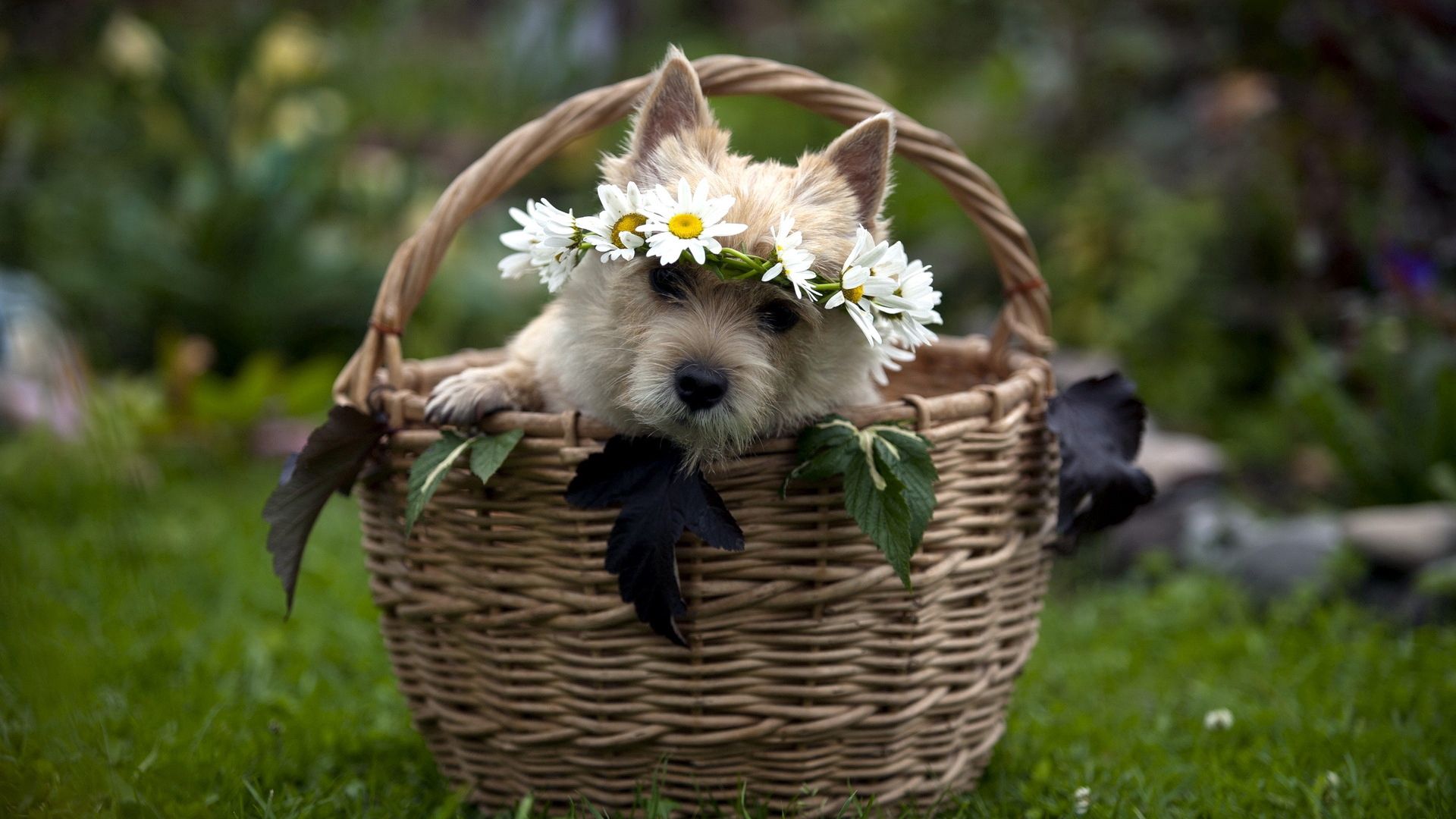 Download mobile wallpaper Animals, Basket, Wreath, Dog, Flowers for free.