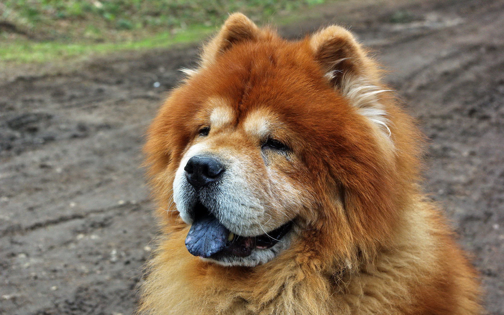 Chow Chow HD Mobile