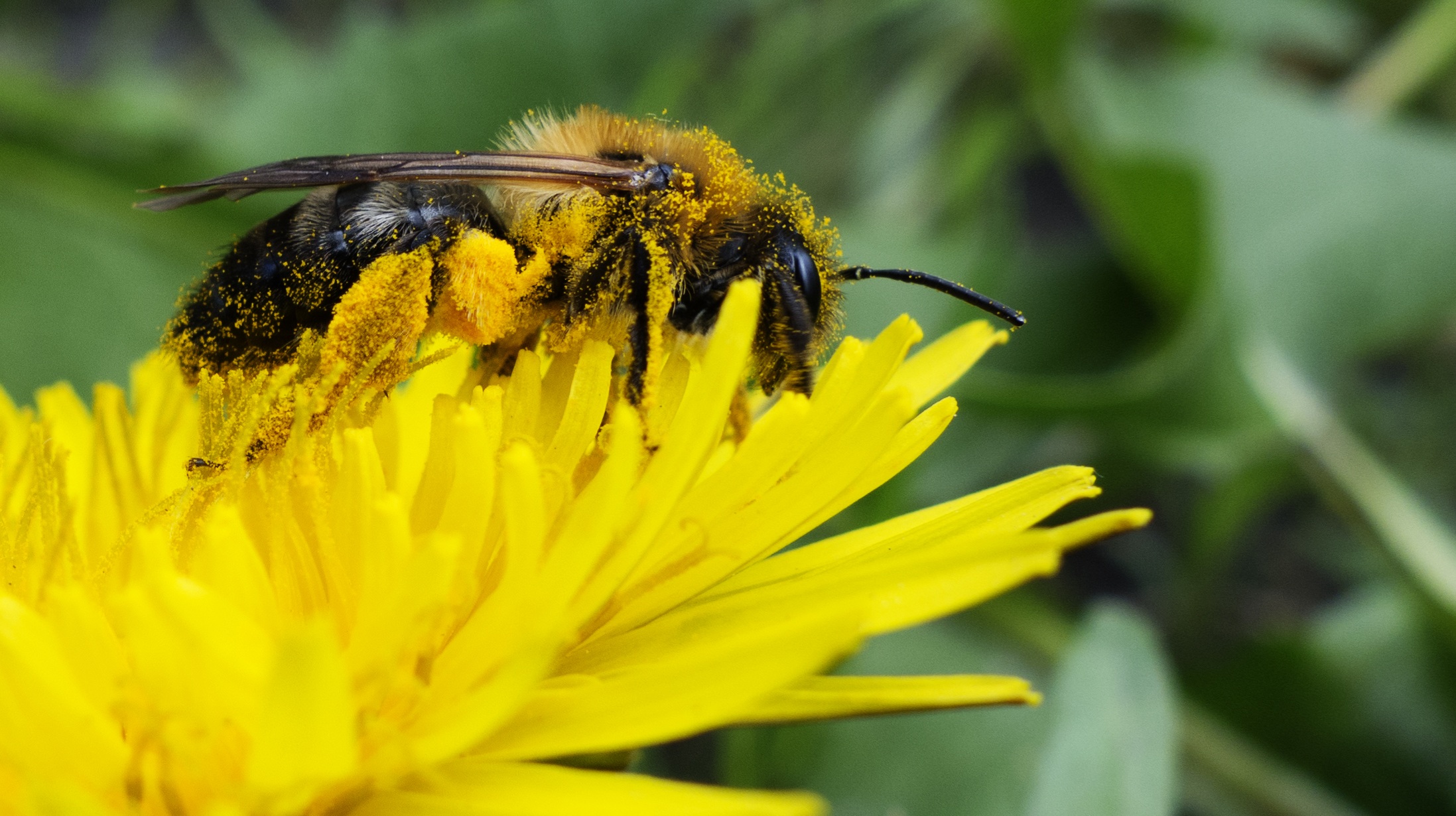 78035 descargar fondo de pantalla flor, macro, abeja, polen, polinización, néctar: protectores de pantalla e imágenes gratis
