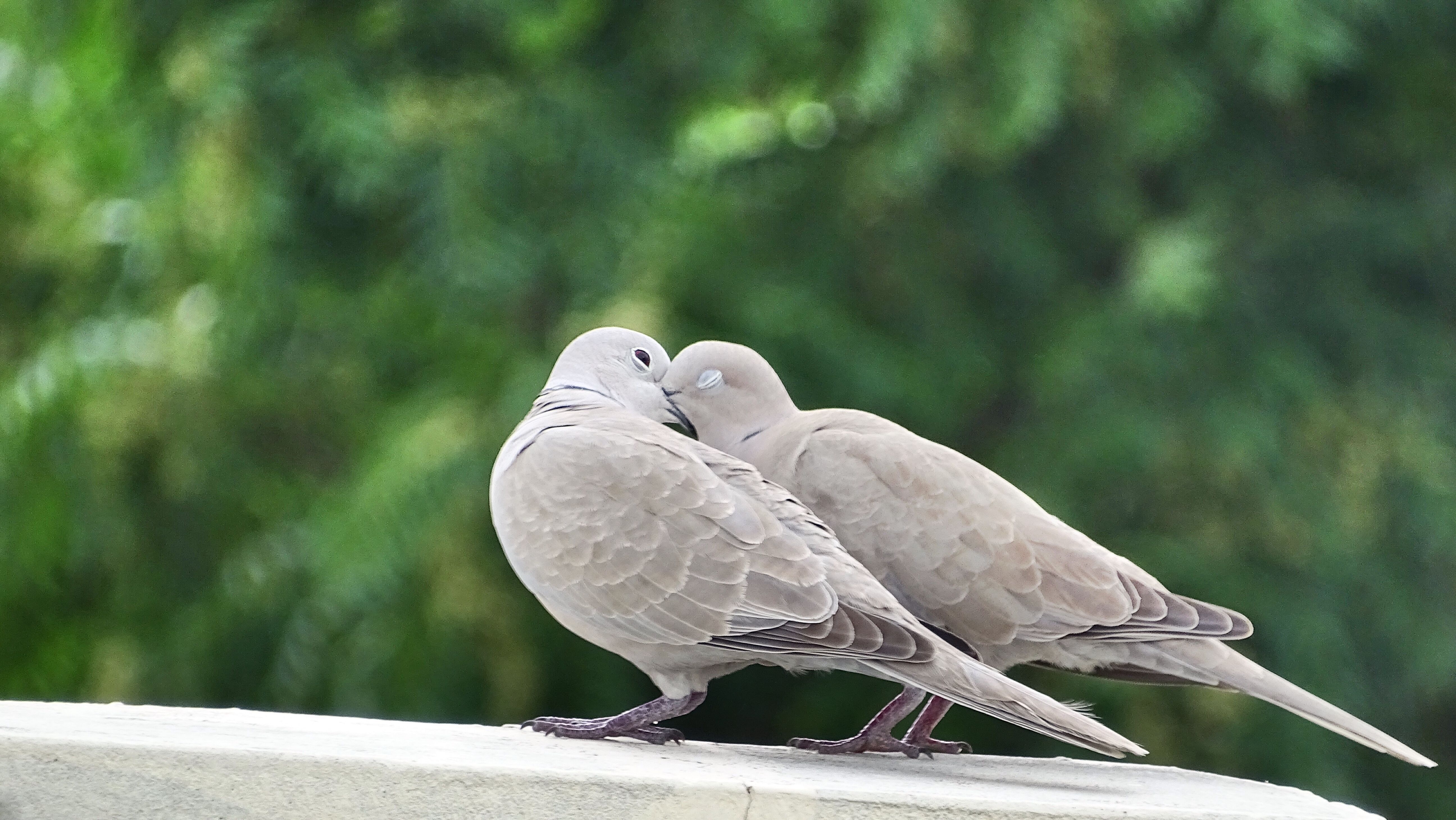 Download mobile wallpaper Dove, Bokeh, Bird, Birds, Animal, Love for free.