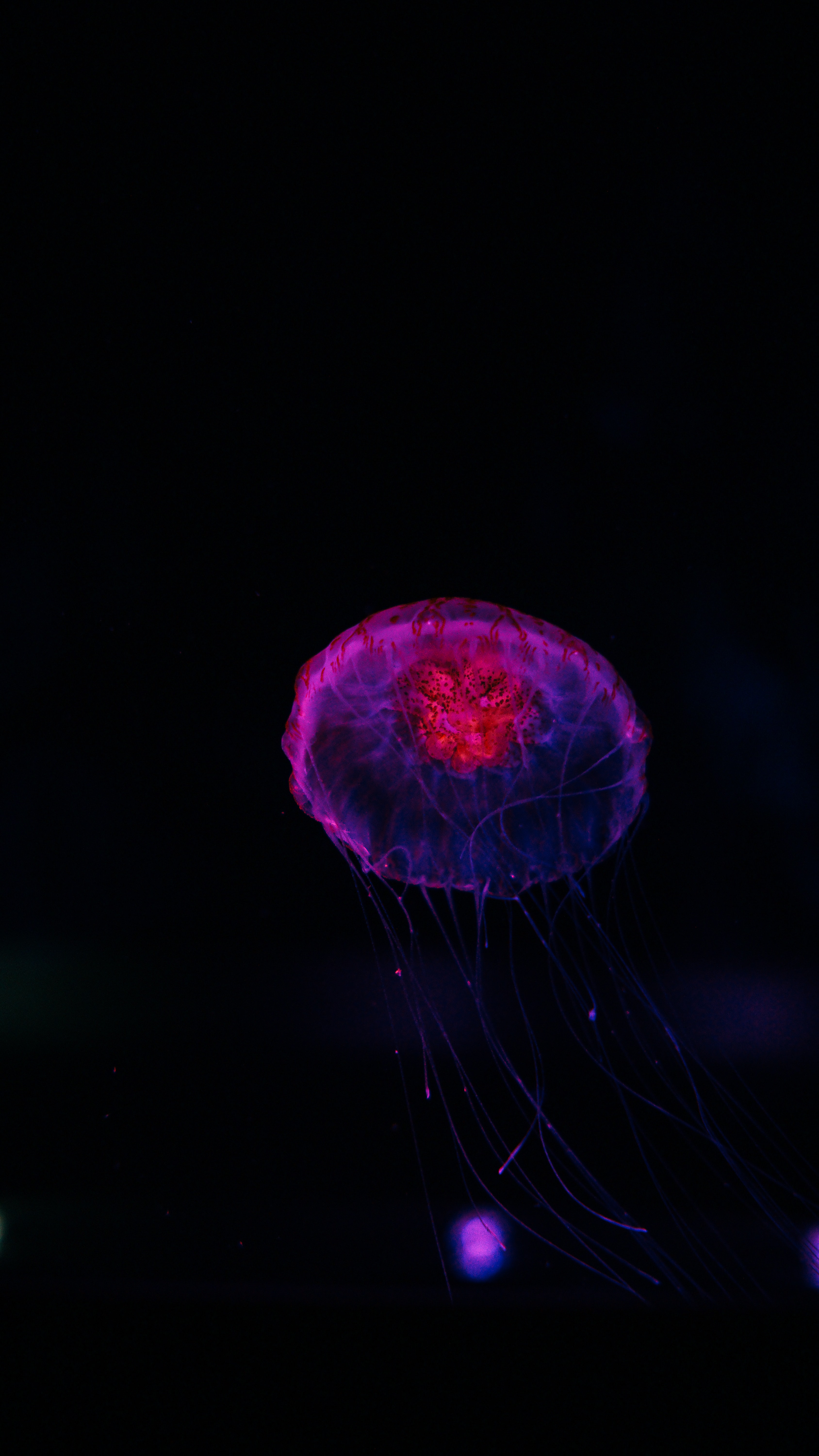 Free download wallpaper Jellyfish, Dark, Glow, Underwater World on your PC desktop