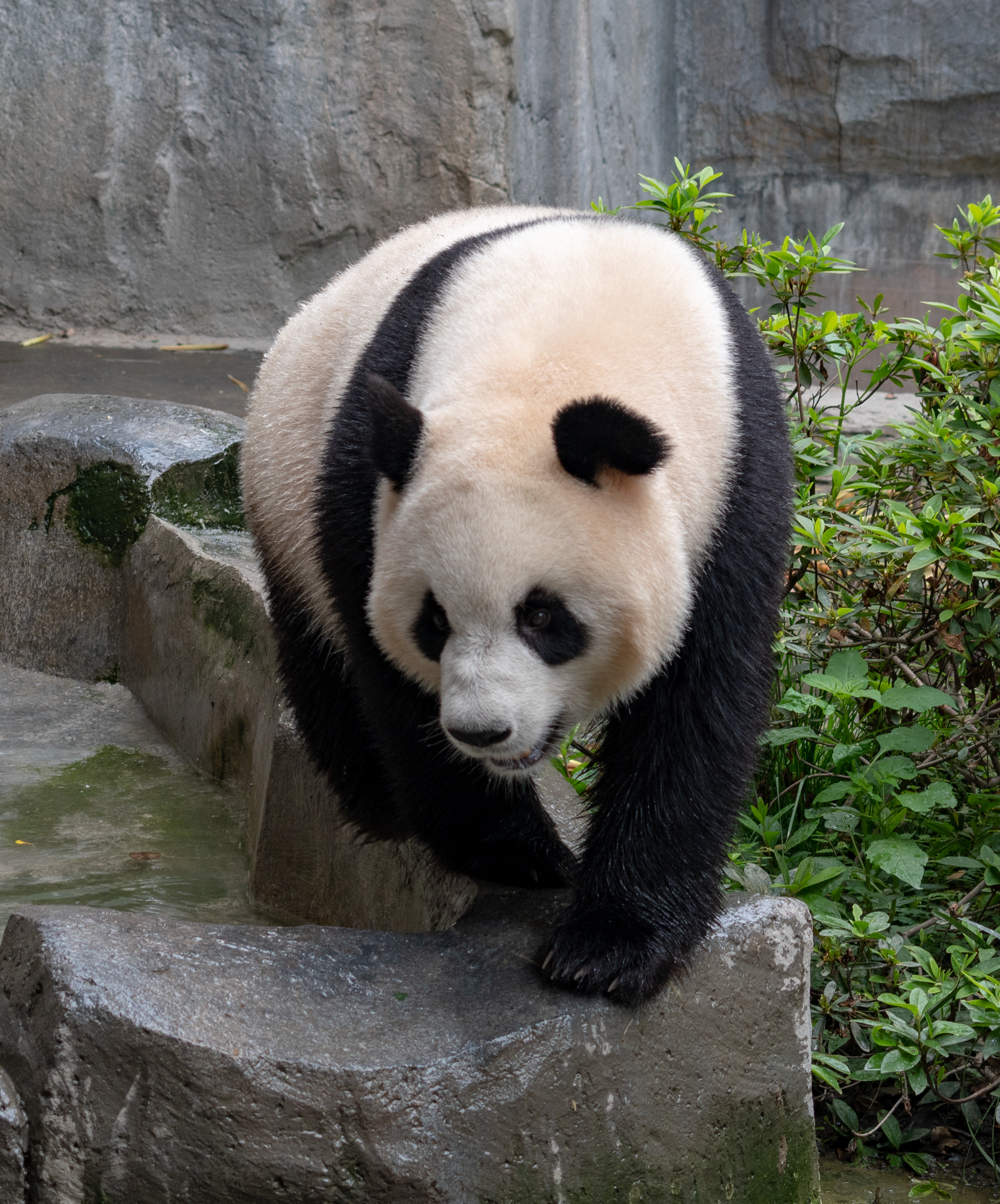 93902 économiseurs d'écran et fonds d'écran Panda sur votre téléphone. Téléchargez  images gratuitement