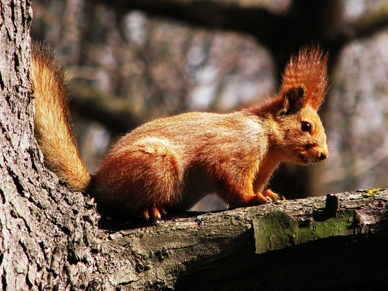 Download mobile wallpaper Animals, Squirrel for free.