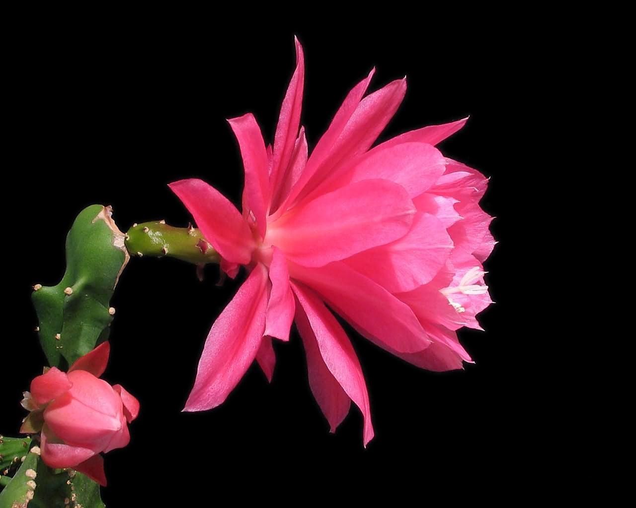 144374 descargar fondo de pantalla cactus, flores, fondo, florecer, floración, perfil, cacto: protectores de pantalla e imágenes gratis