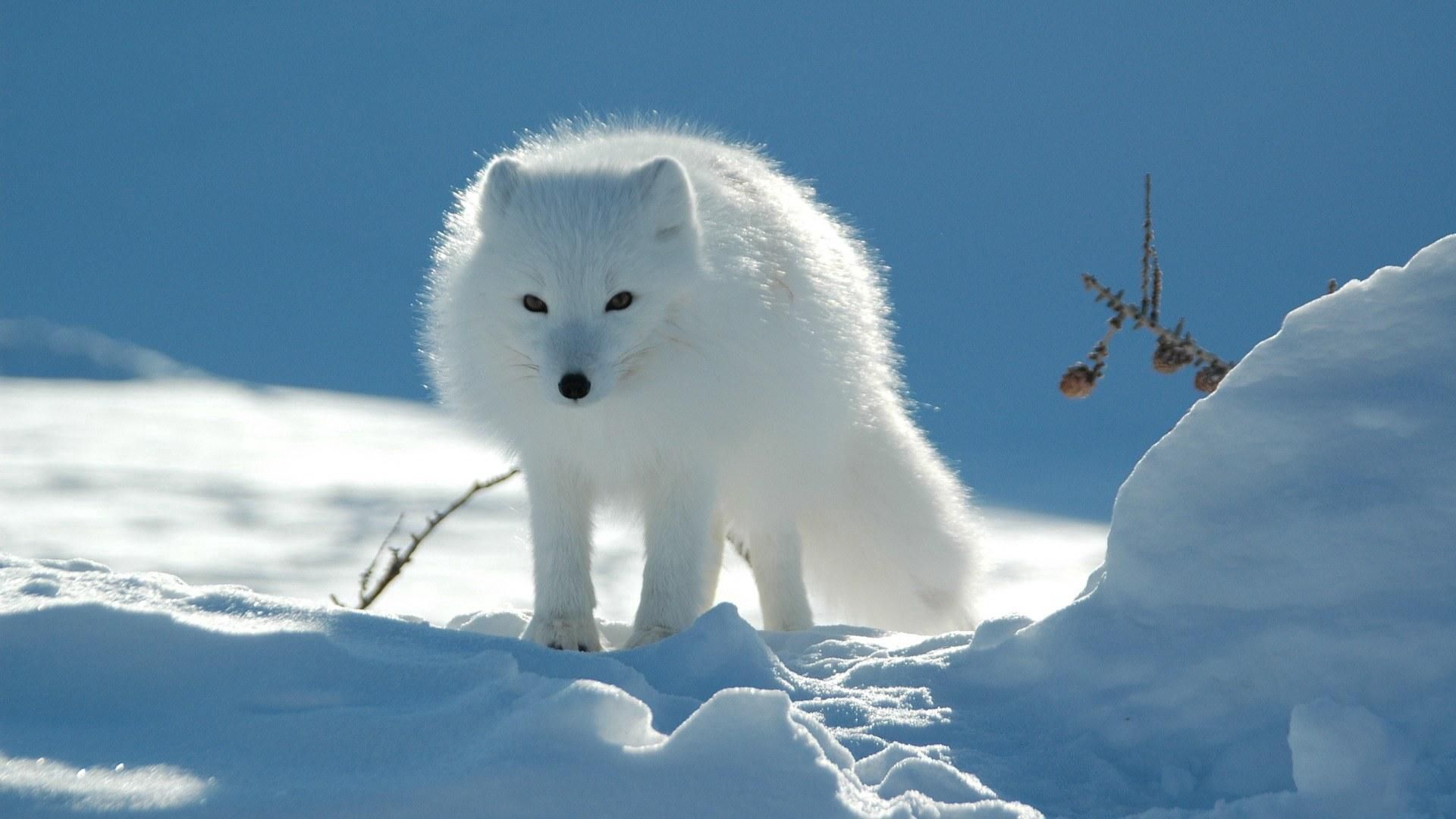 White Arctic Fox Is Sitting On Rock In Blur Silhouette Background HD Fox  Wallpapers  HD Wallpapers  ID 103678