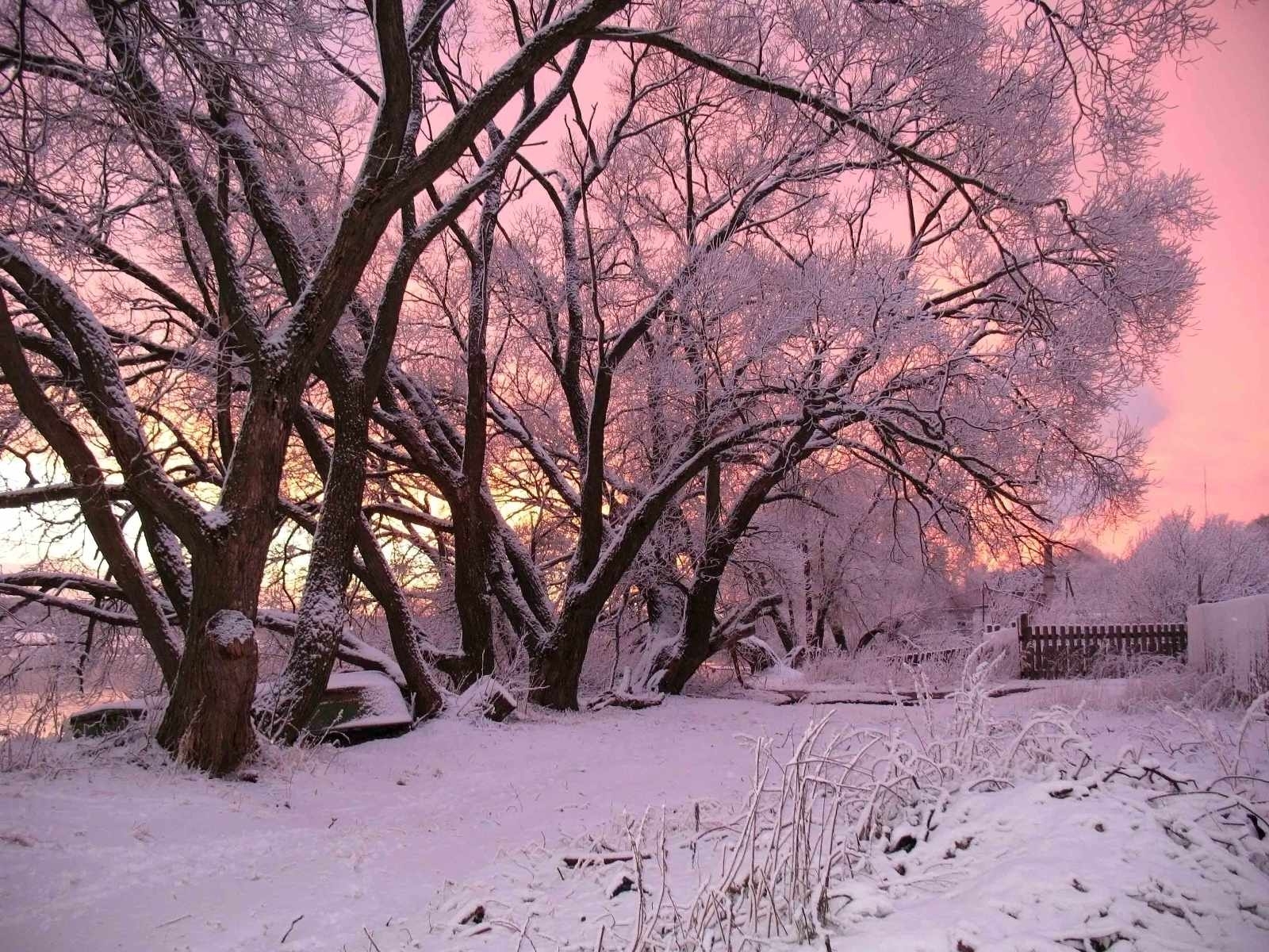 無料モバイル壁紙風景, 木, 雪, 冬, 夜明けをダウンロードします。