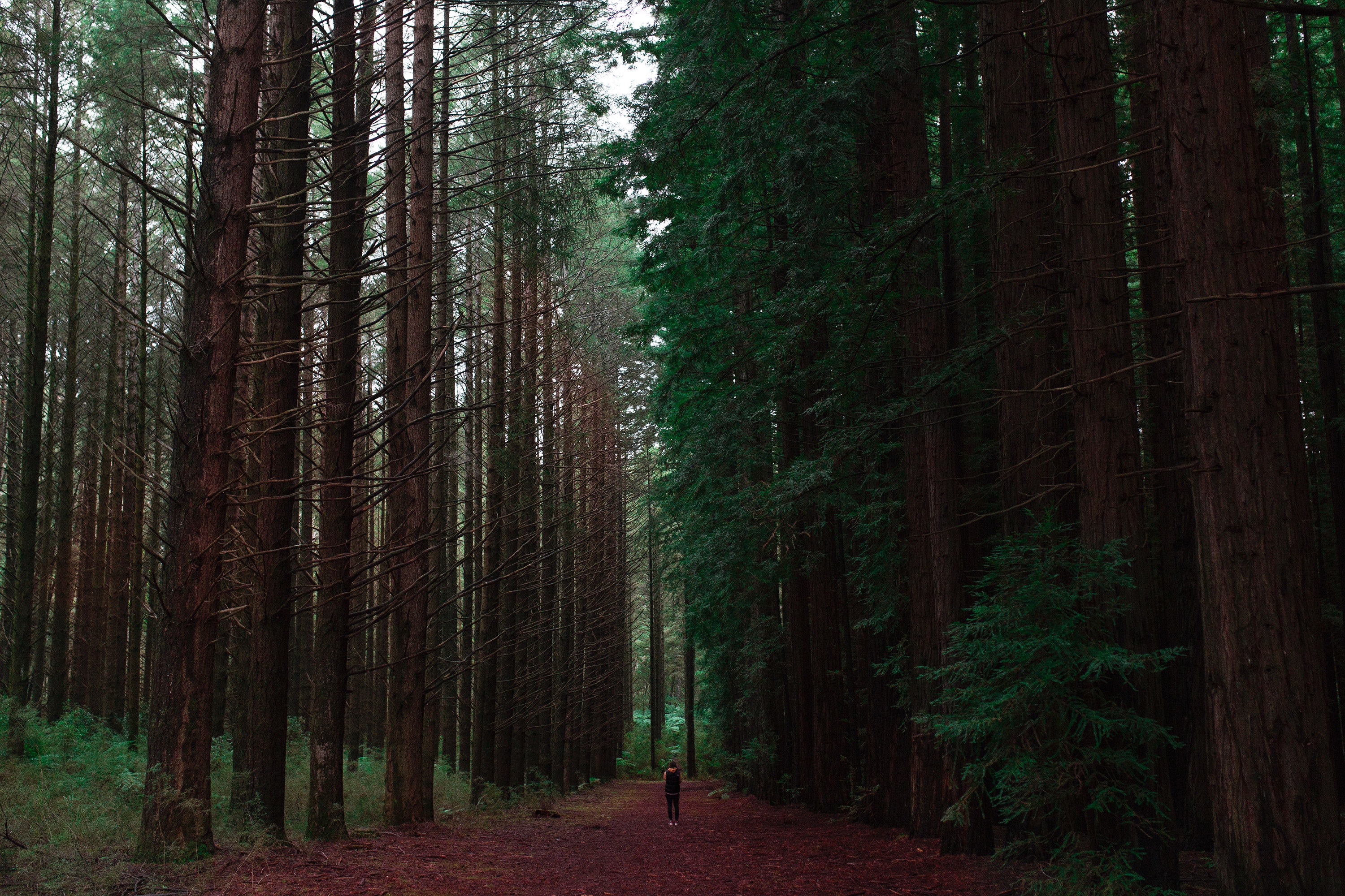 Laden Sie das Mensch, Person, Bäume, Einsamkeit, Wald, Natur-Bild kostenlos auf Ihren PC-Desktop herunter