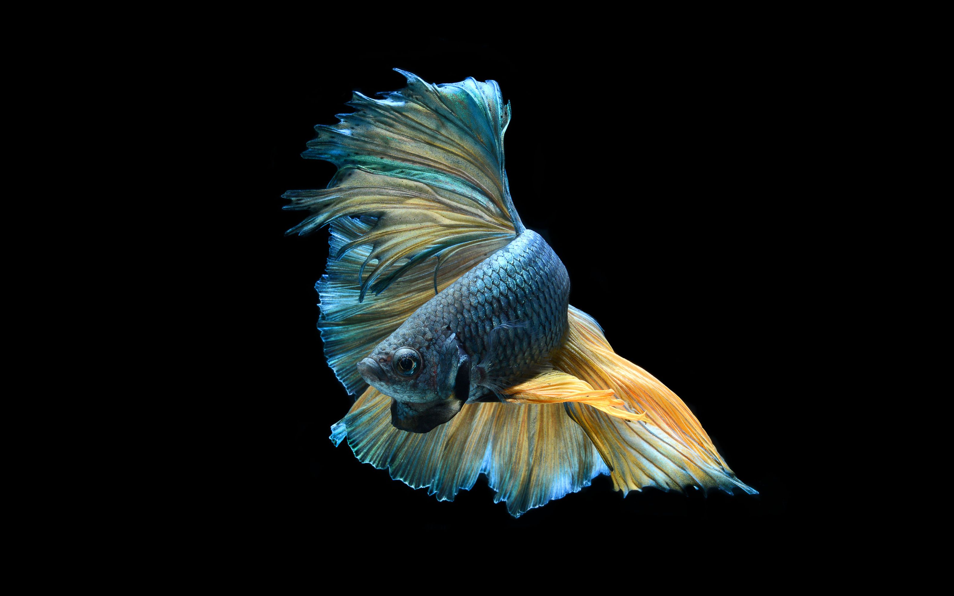 100 Betta Fish Pictures  Download Free Images on Unsplash