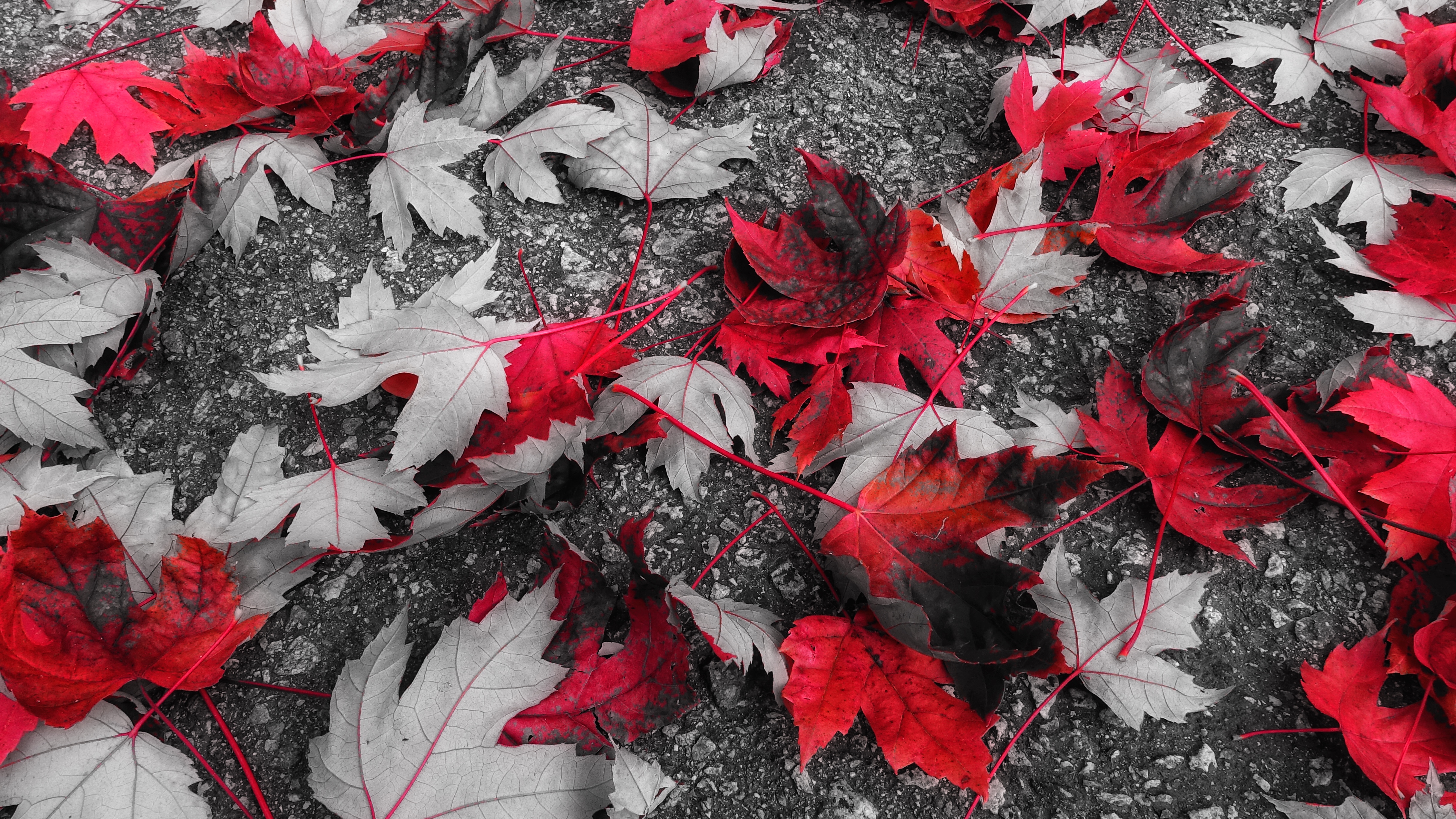70646壁紙のダウンロード自然, 秋, 葉, 木の葉, メープル, 楓, 堕ちた, 落ちて-スクリーンセーバーと写真を無料で