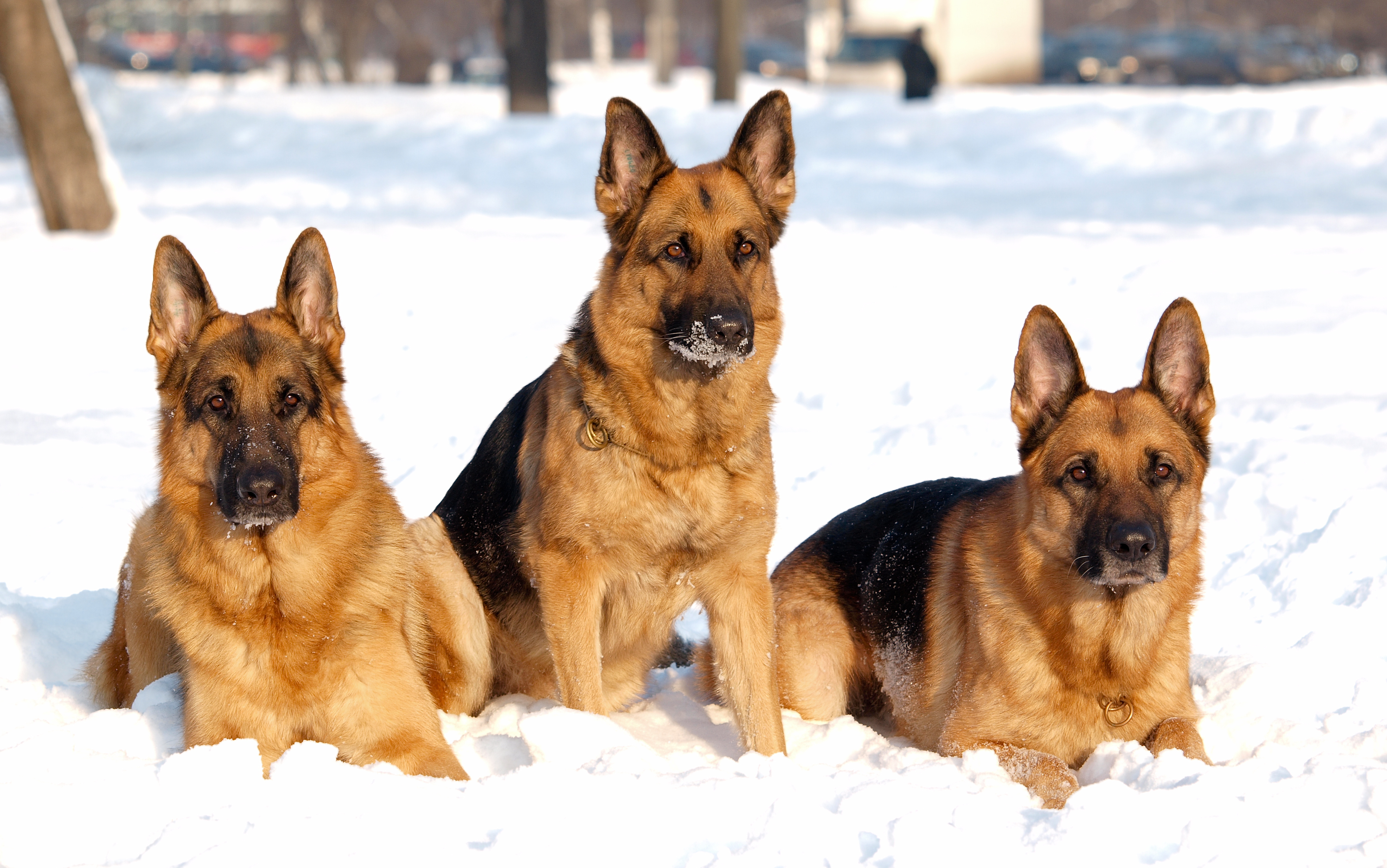 282126 скачать обои немецкая овчарка, собаки, зима, снег, собака, животные - заставки и картинки бесплатно