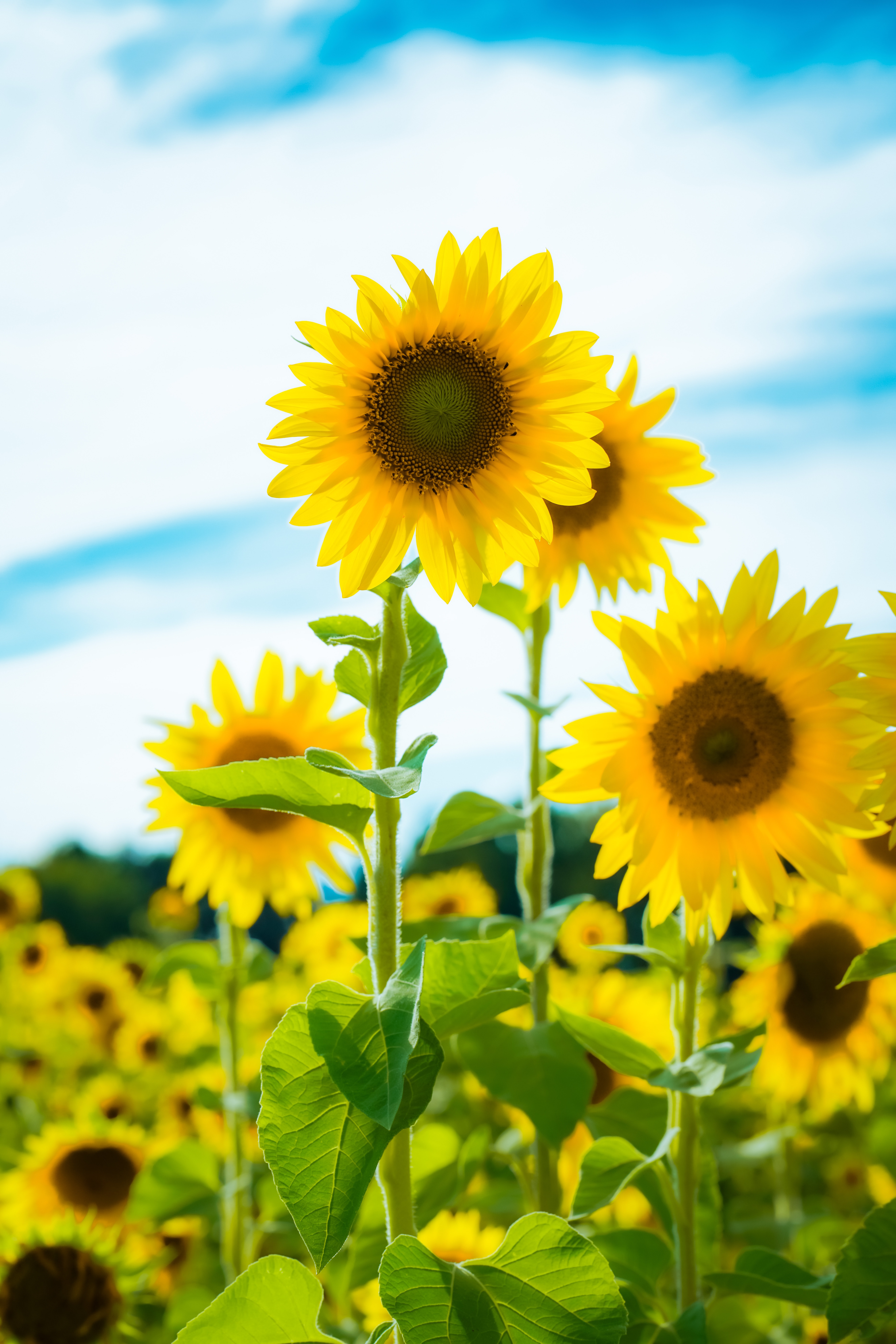vertical wallpaper sunflower, yellow, flowers, petals, field