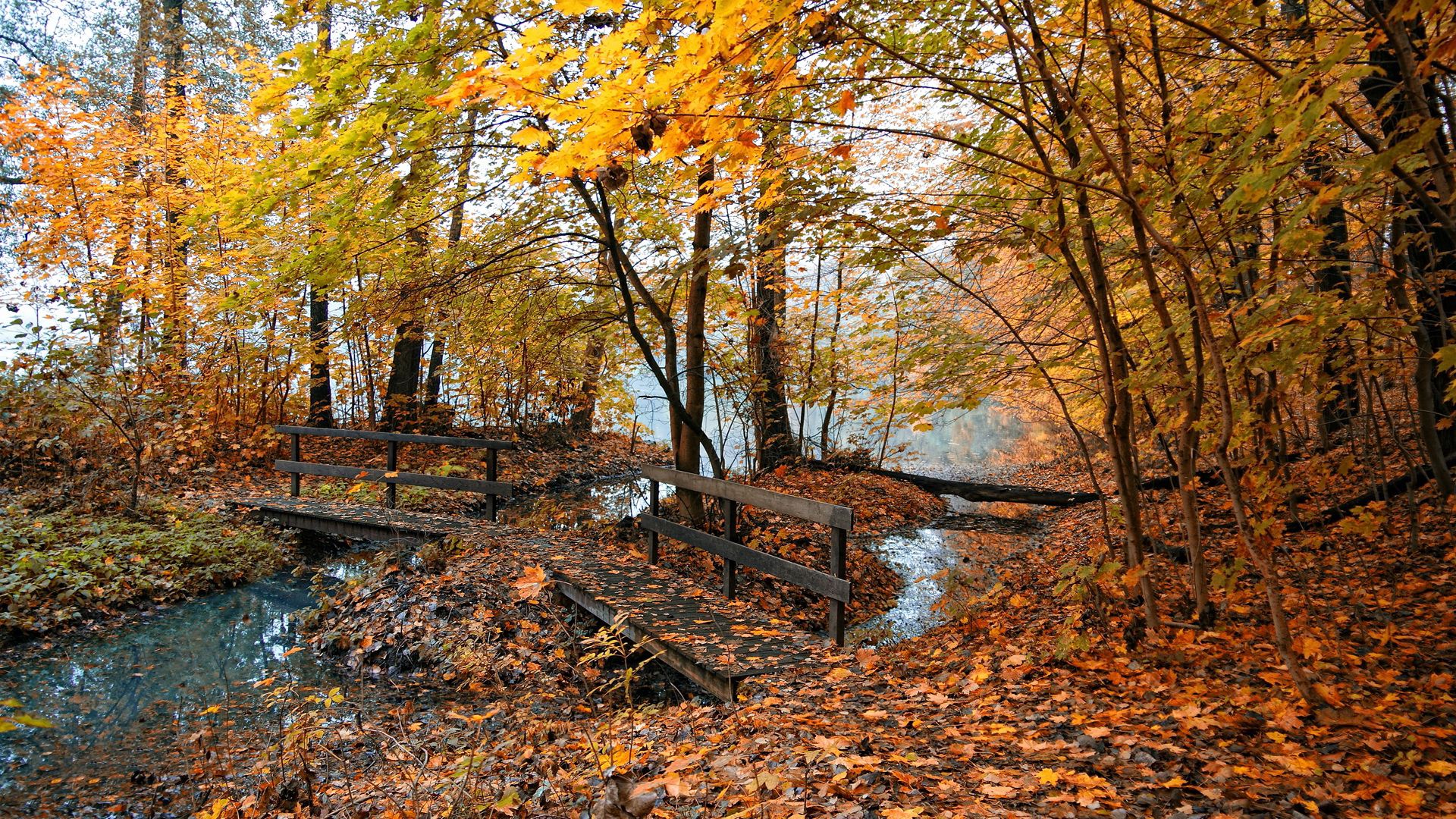 Free download wallpaper Nature, Bridges, Water, Trees, Forest, Autumn, Leaves on your PC desktop