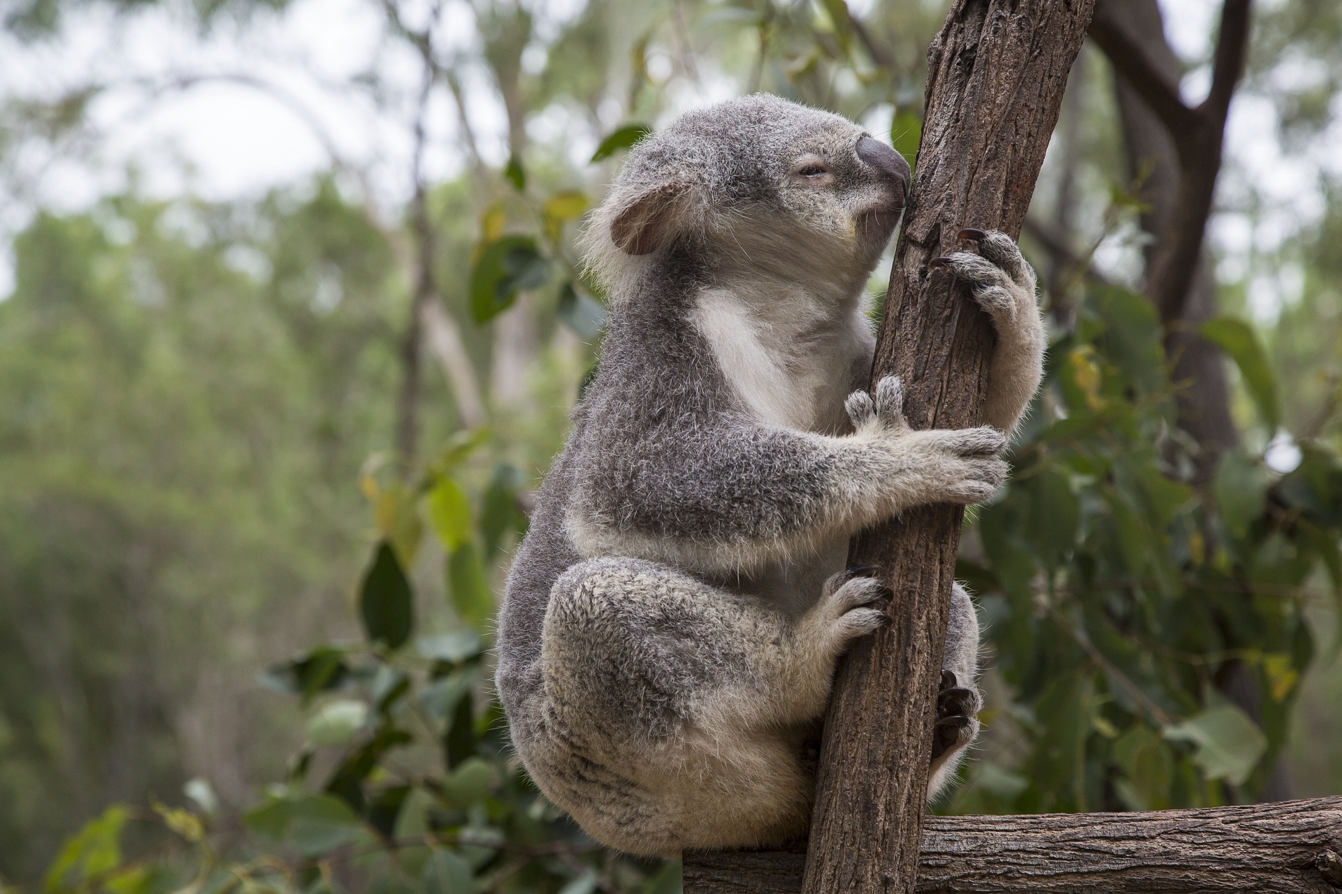807156 Hintergrundbild herunterladen tiere, koala, säugetier, beuteltier - Bildschirmschoner und Bilder kostenlos