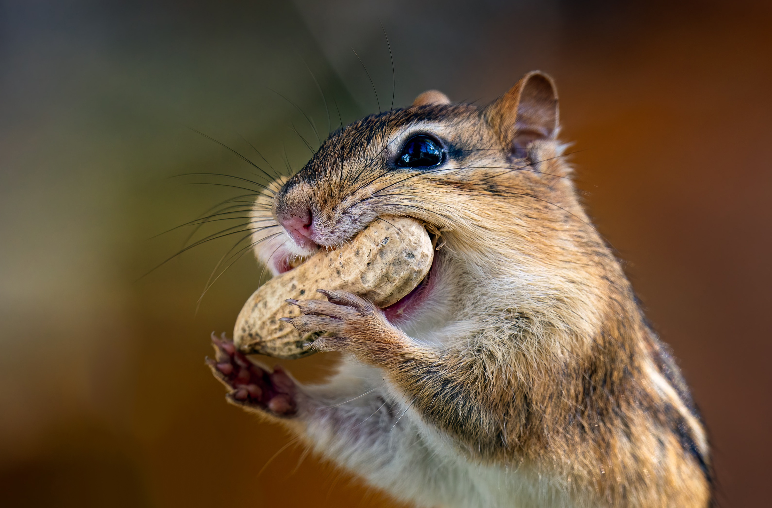 animal, chipmunk, nut, peanut, rodent phone wallpaper