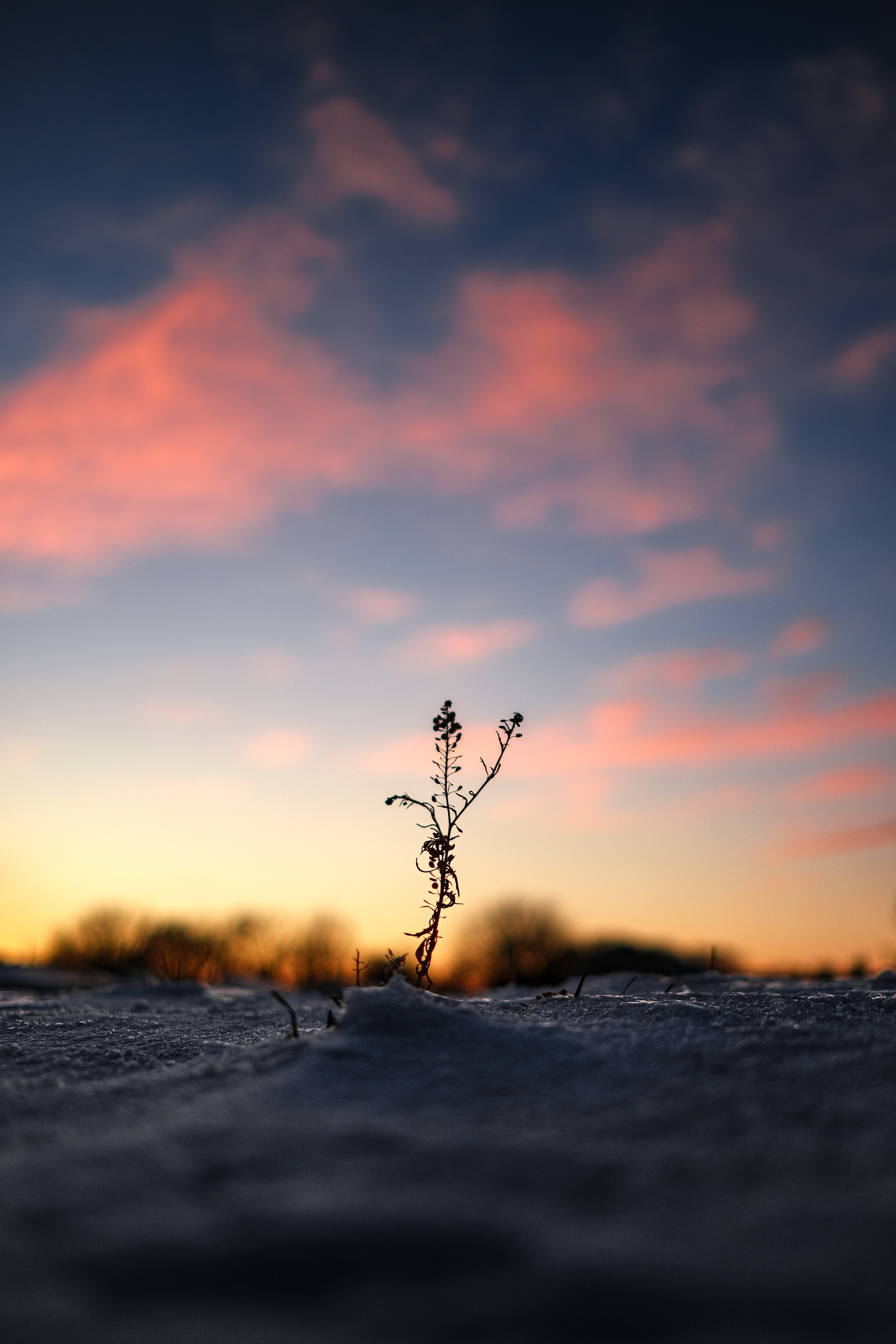 plant, twilight, dusk, dark, snow, winter lock screen backgrounds