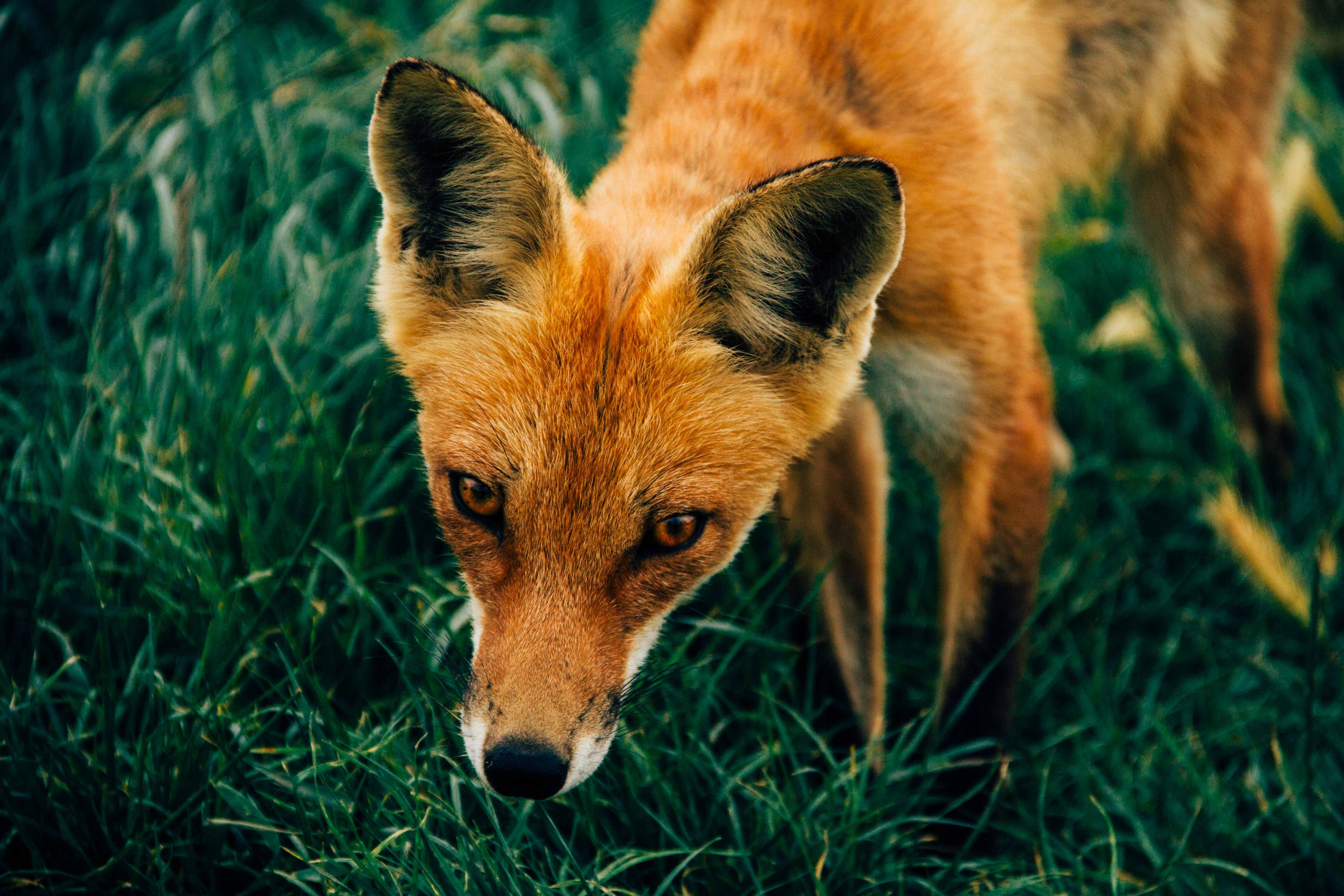 Download mobile wallpaper Muzzle, Grass, Animals, Fox for free.