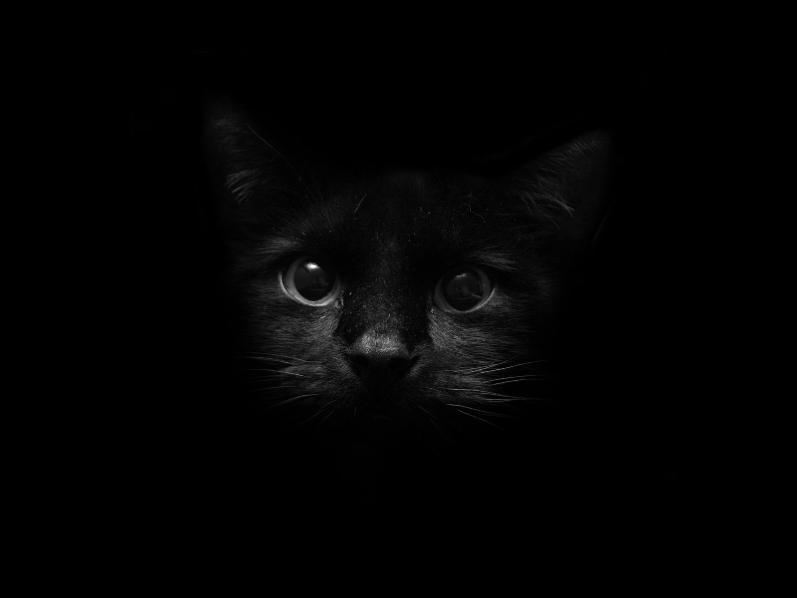 Mobile wallpaper black, eyes, kitty, kitten, muzzle, shadow