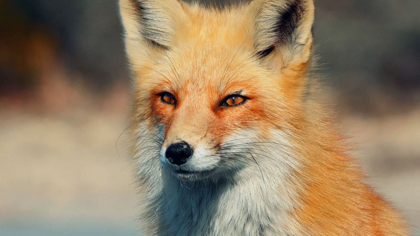 Лисий взгляд лисы