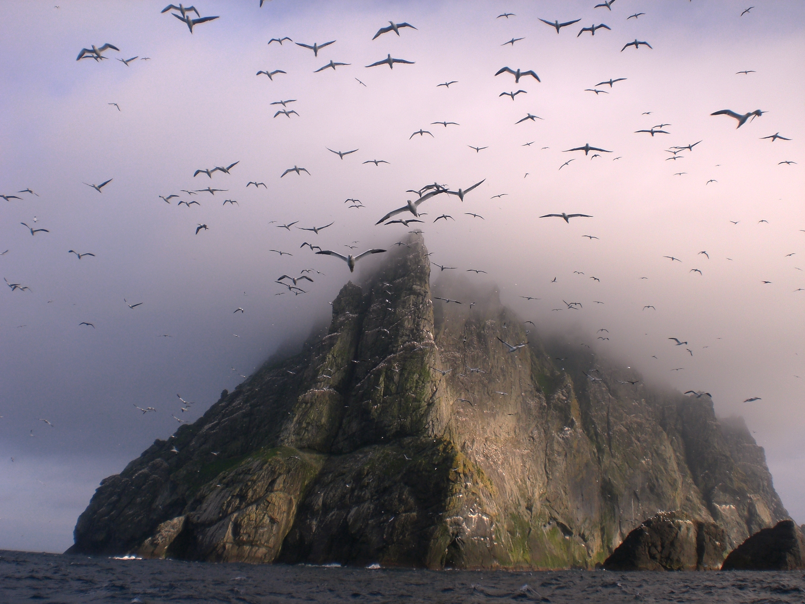 493772壁紙のダウンロード動物, 鳥, 崖, 鳥の群れ, 小島, スコットランド, カモメ-スクリーンセーバーと写真を無料で