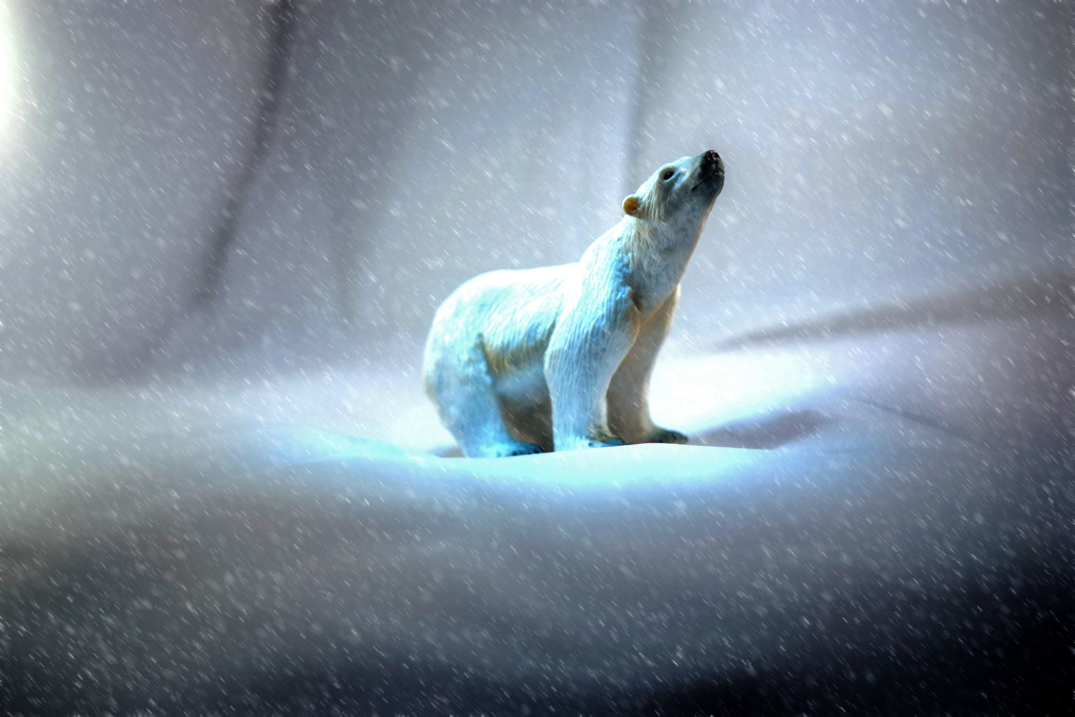 animal, polar bear, arctic, bear, snow, bears