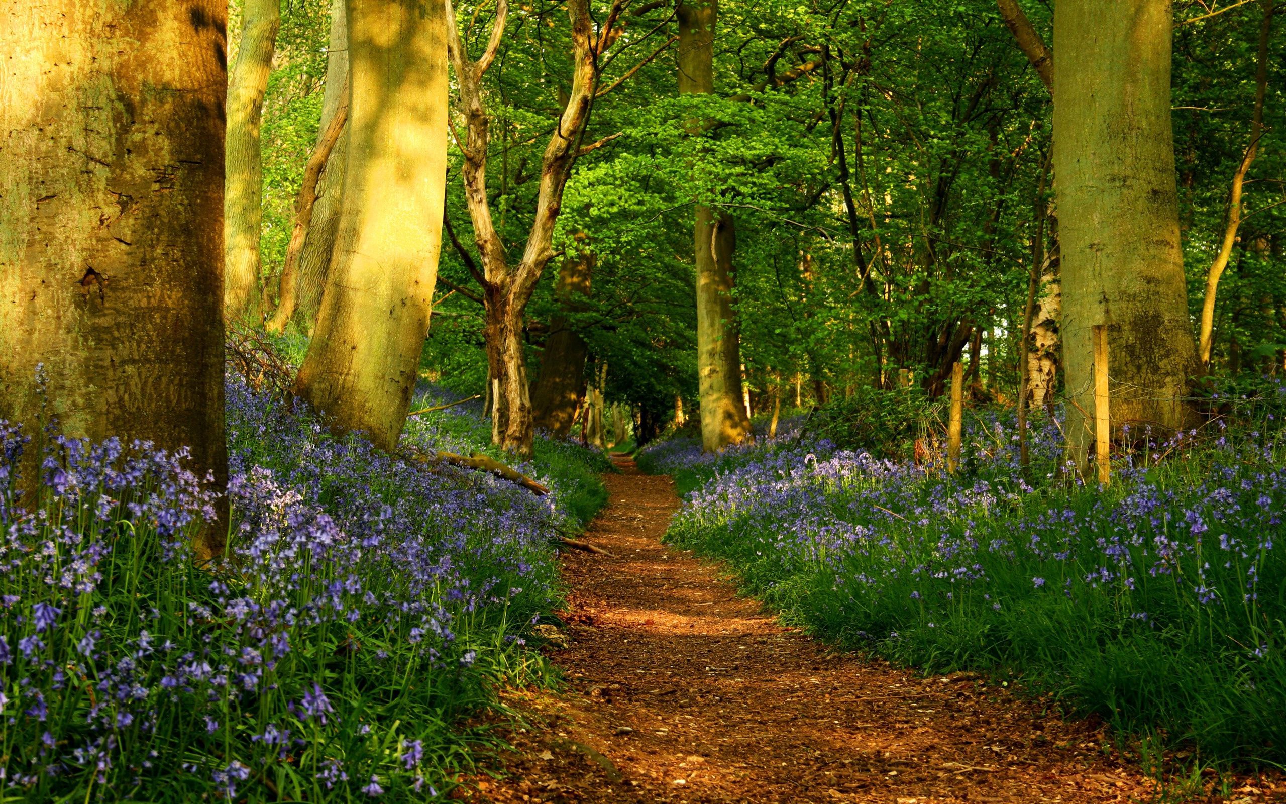 path, trees, landscape, nature, flowers, forest, alley, trail HD wallpaper