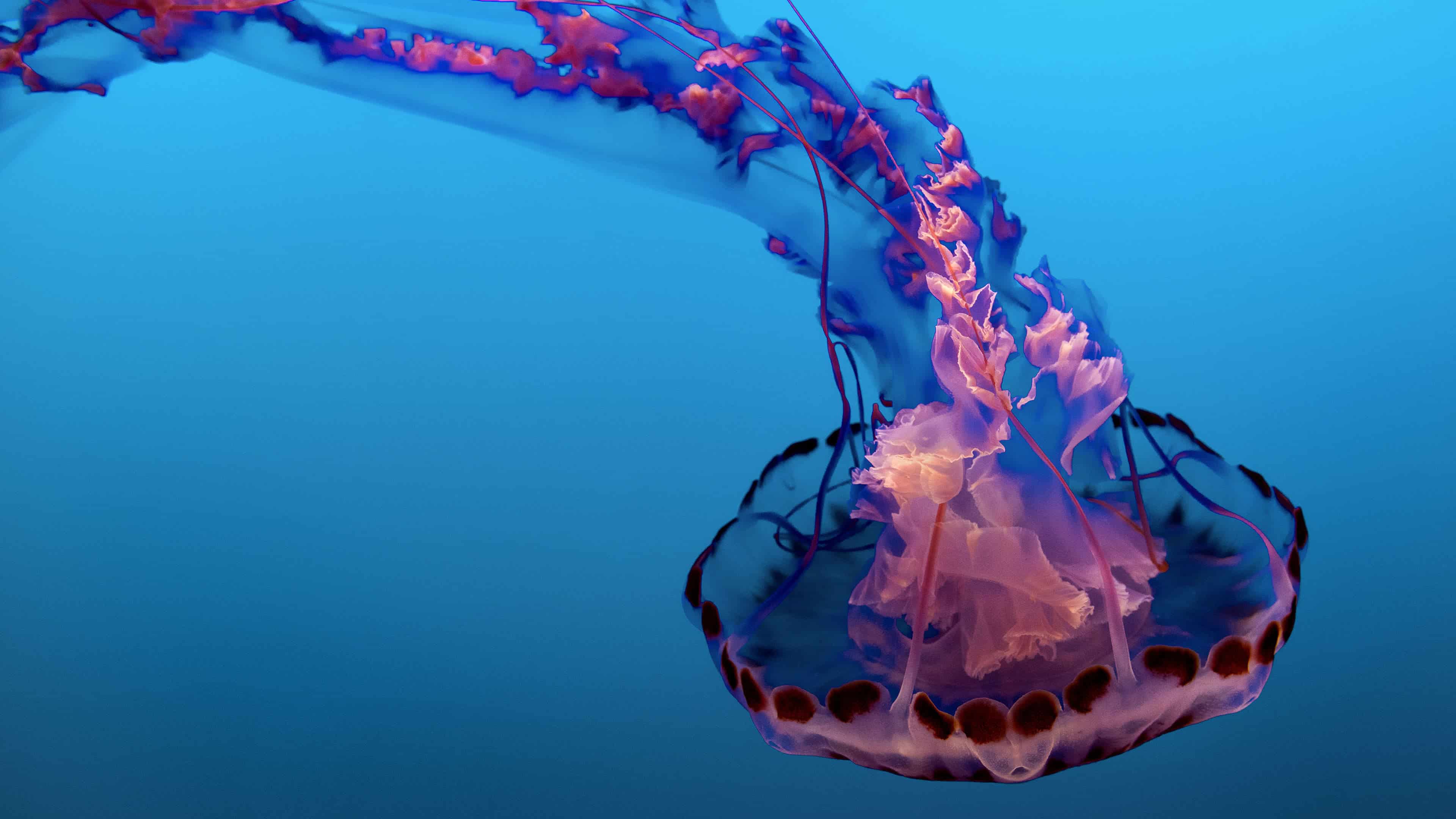 Free download wallpaper Jellyfish, Animal on your PC desktop