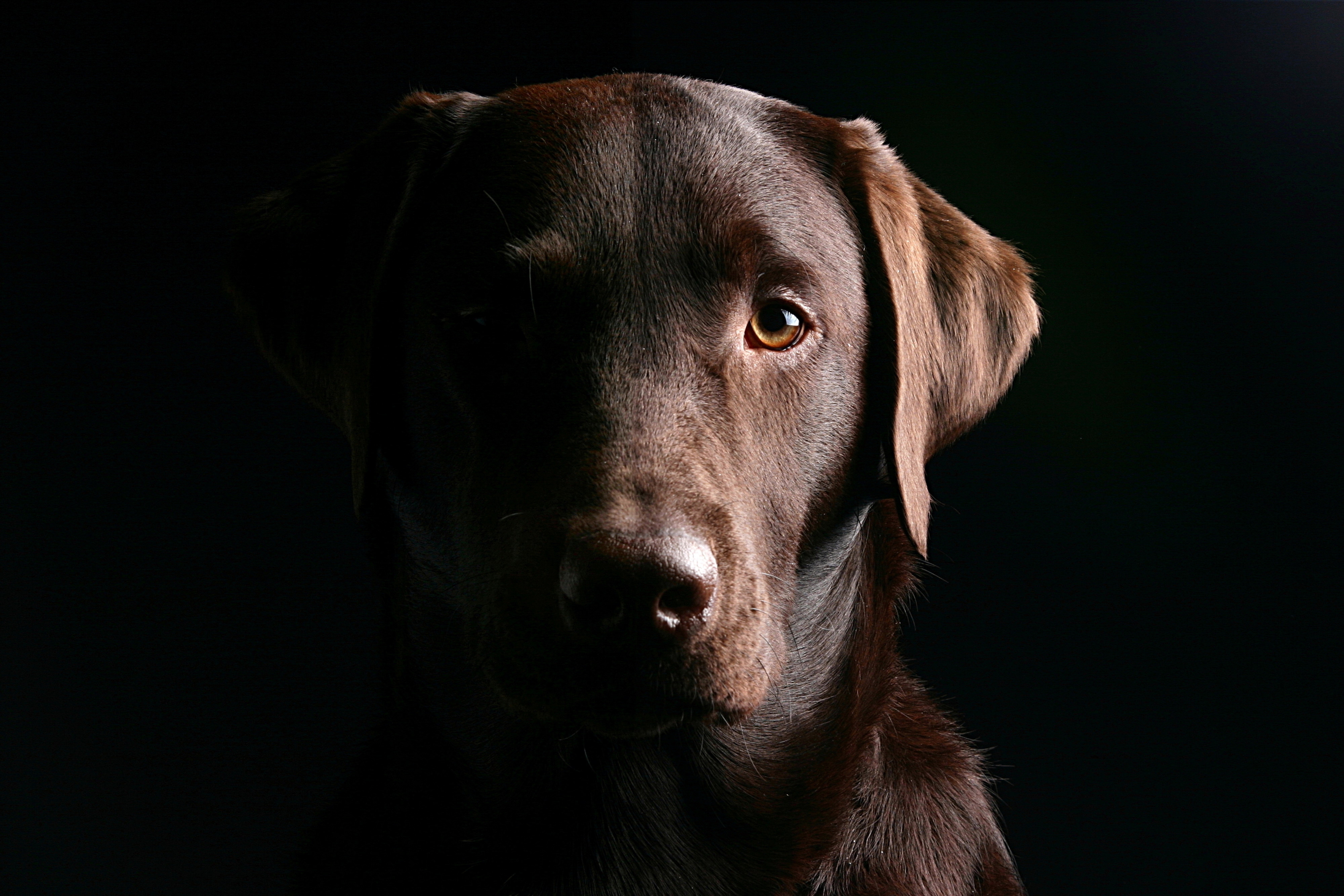 Download mobile wallpaper Ears, Dog, Muzzle, Retriever, Animals, Shadow for free.